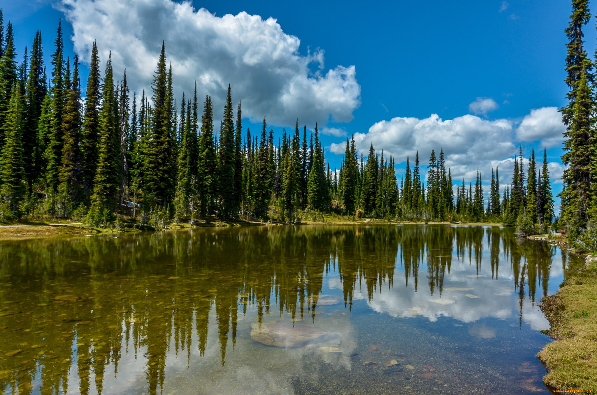 природа, реки, озера, лес, река