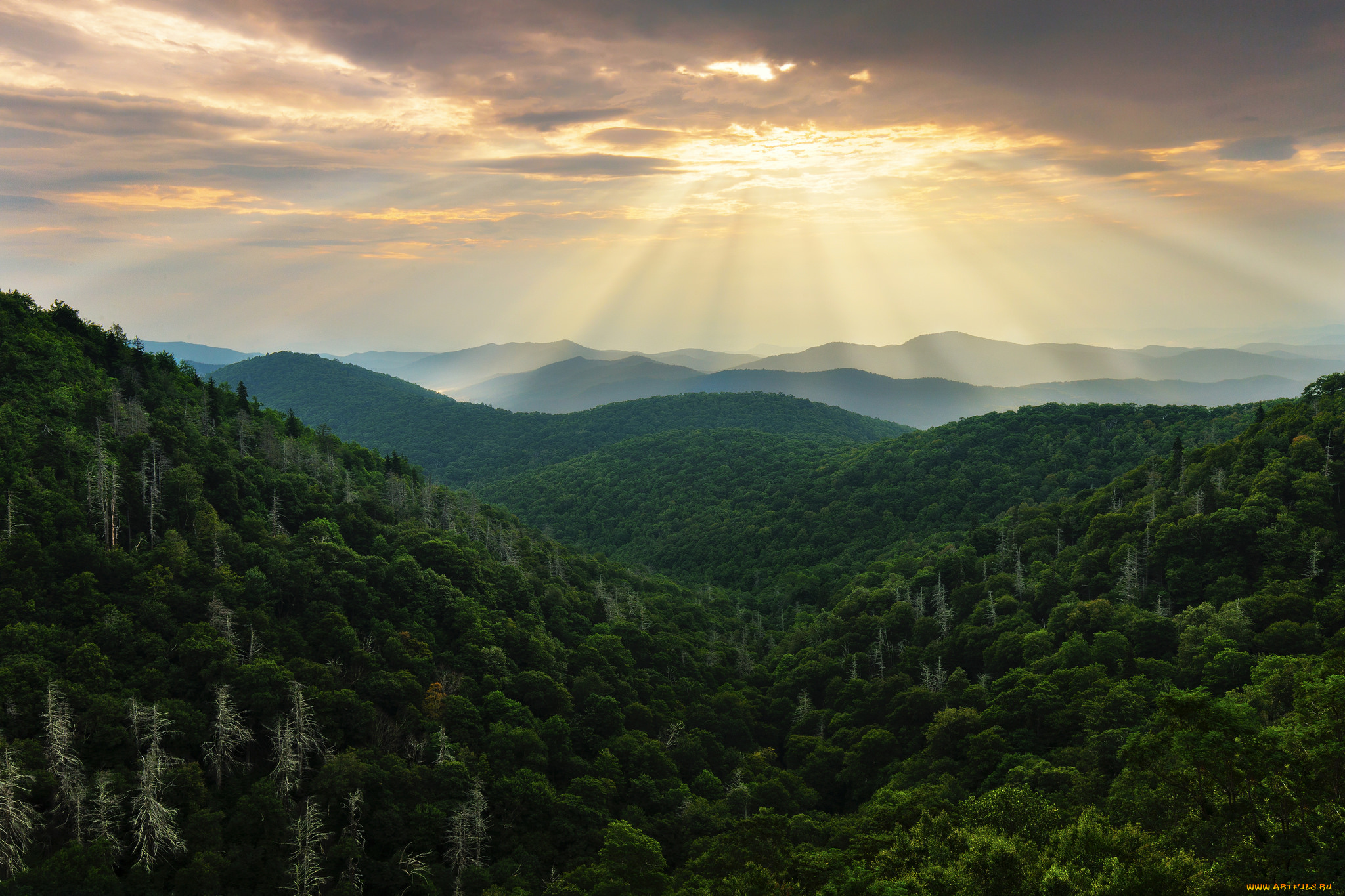 природа, восходы, закаты, хвойный, лес, небо, лучи