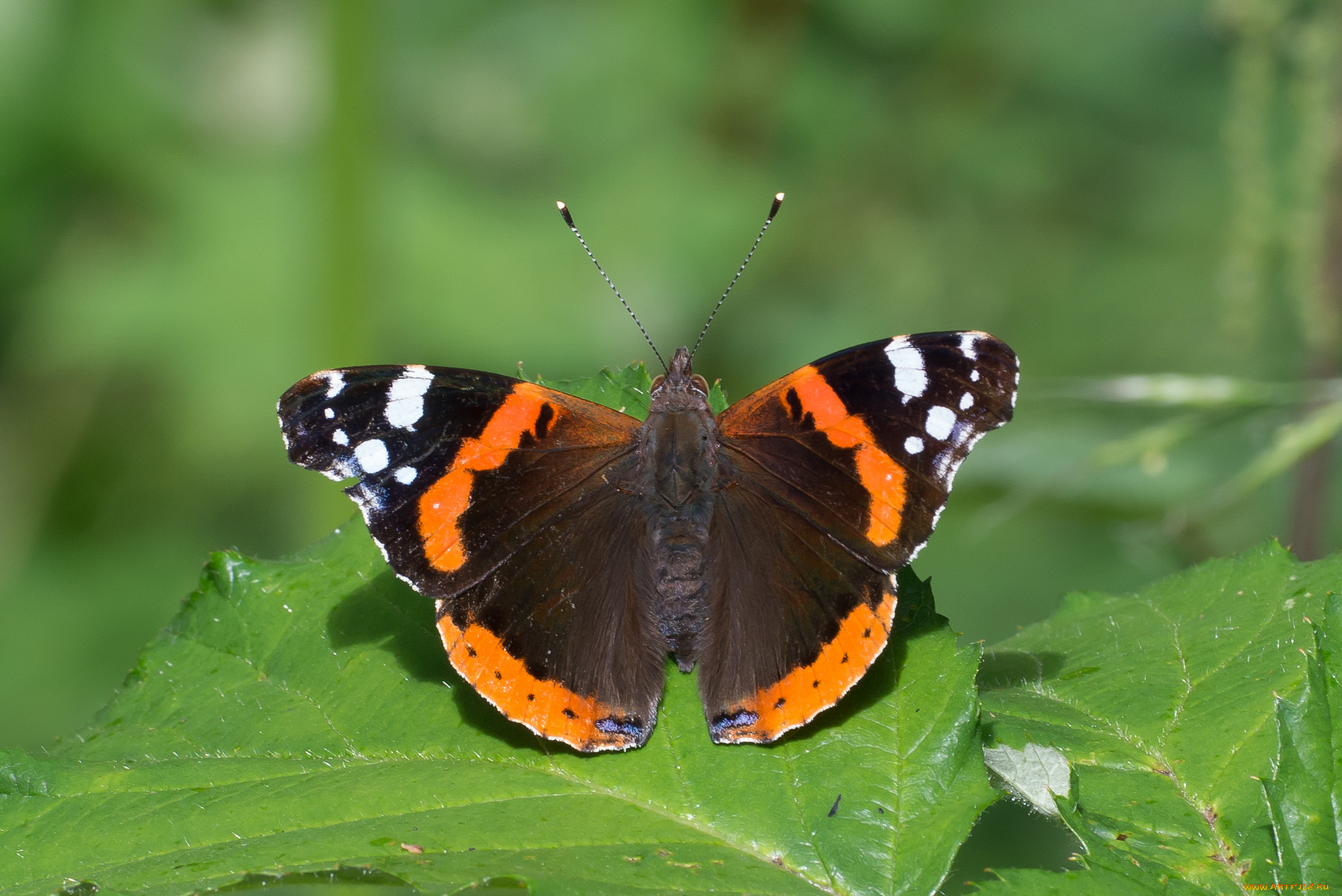 животные, бабочки, , мотыльки, , моли, бабочка