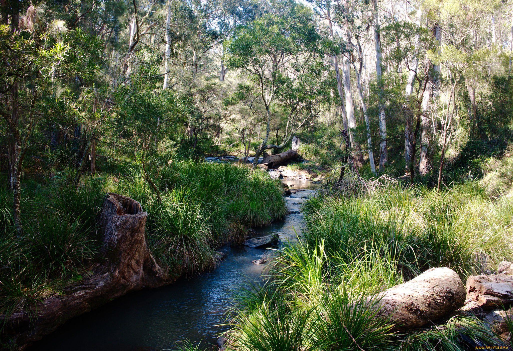 природа, реки, озера, лес, ручей
