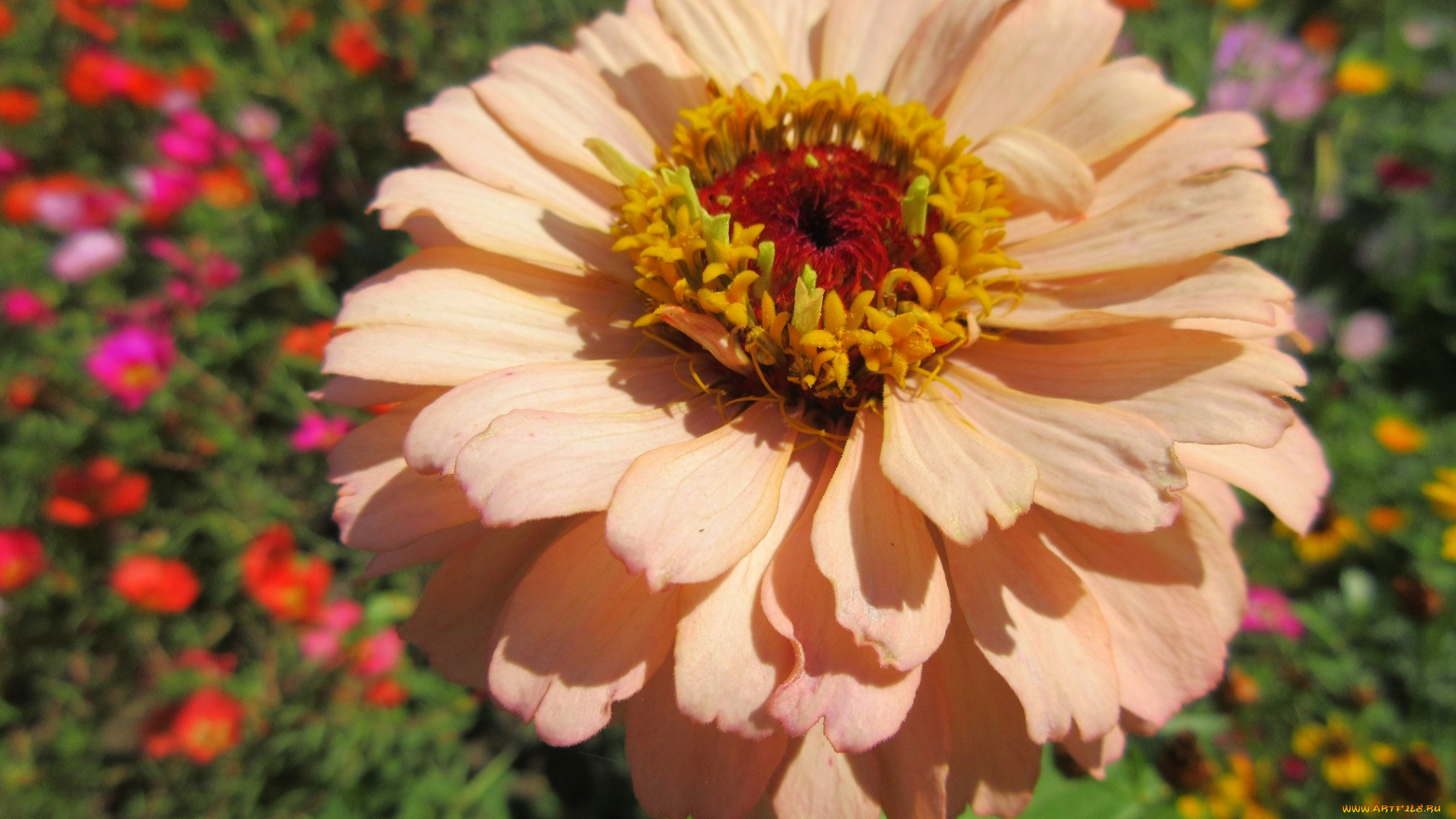 цветы, цинния, цветок, кремовый