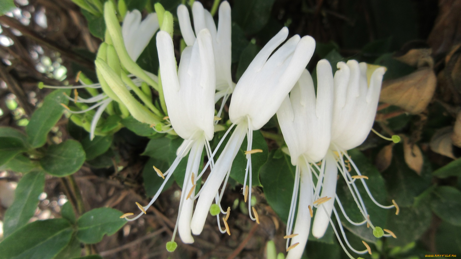 цветы, цветущие, деревья, , , кустарники, куст