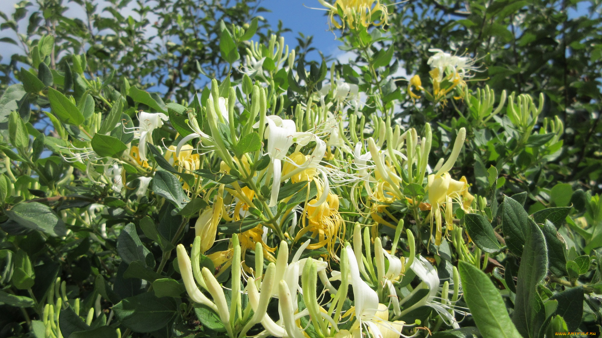 цветы, цветущие, деревья, , , кустарники, куст