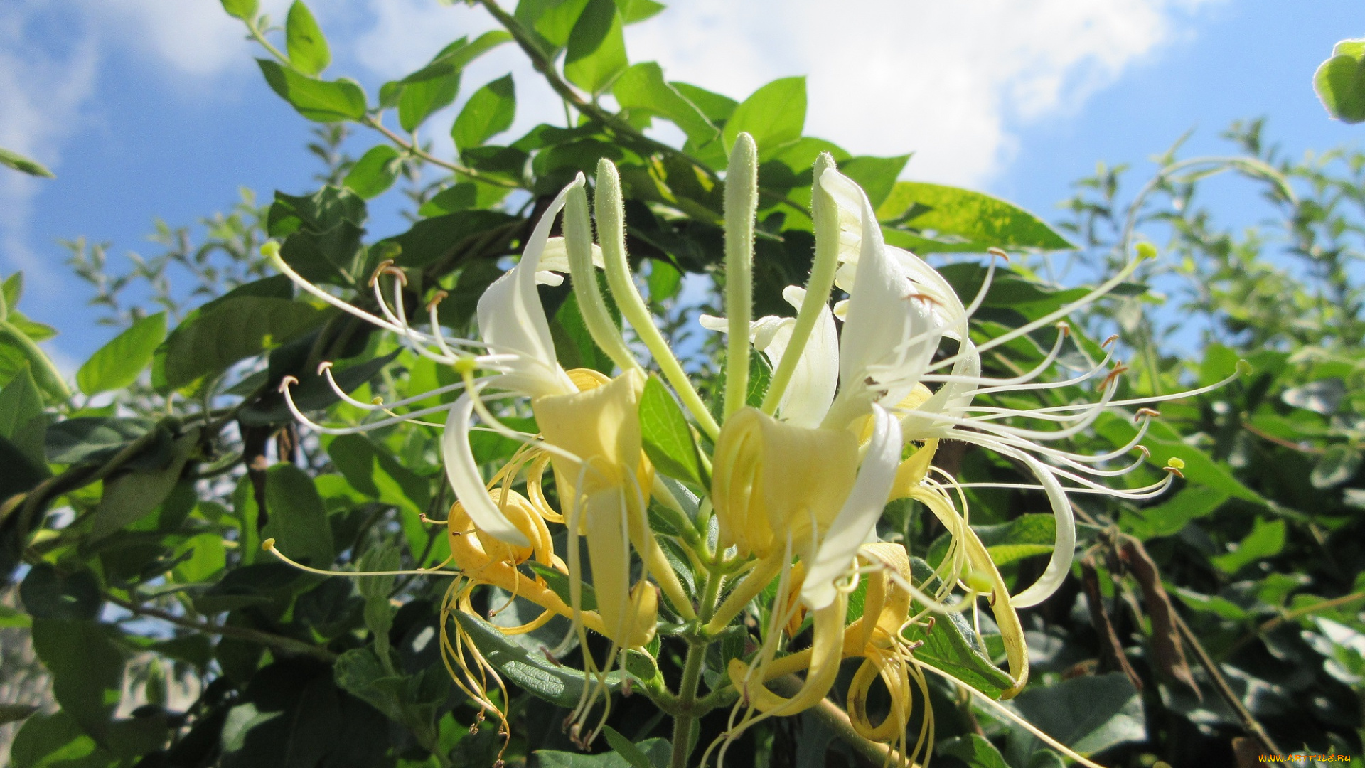 цветы, цветущие, деревья, , , кустарники, куст