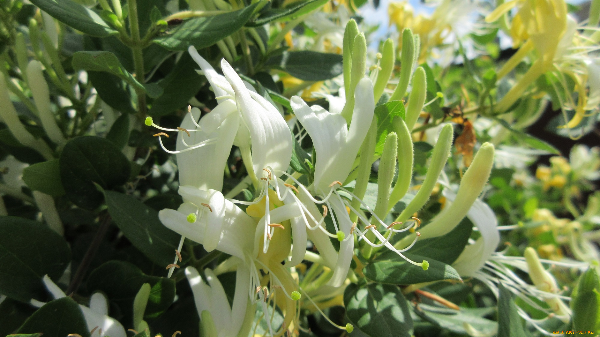 цветы, цветущие, деревья, , , кустарники, куст