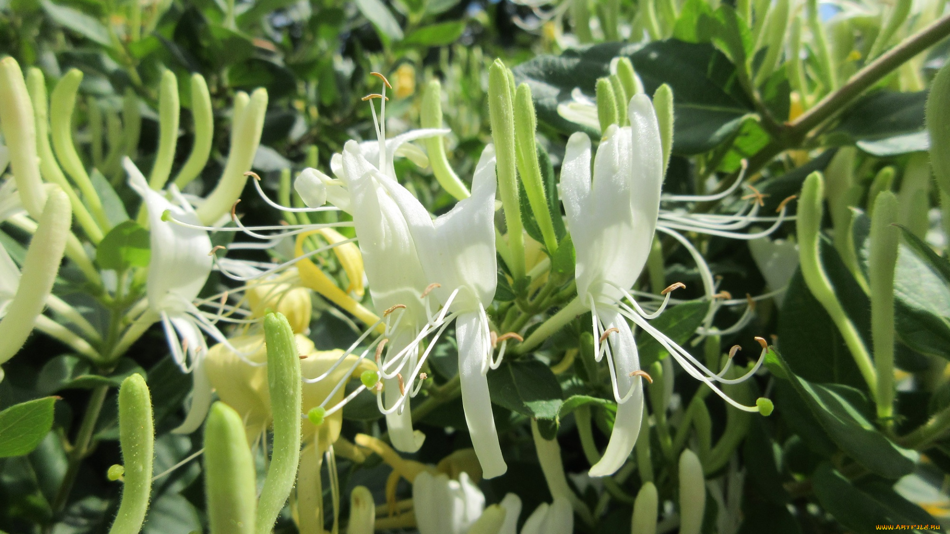 цветы, цветущие, деревья, , , кустарники, куст