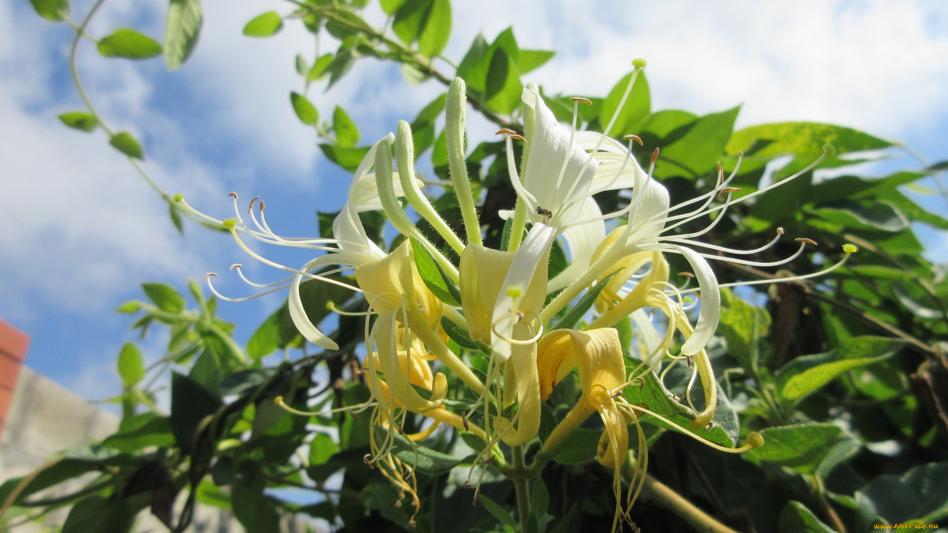 цветы, цветущие, деревья, , , кустарники, куст