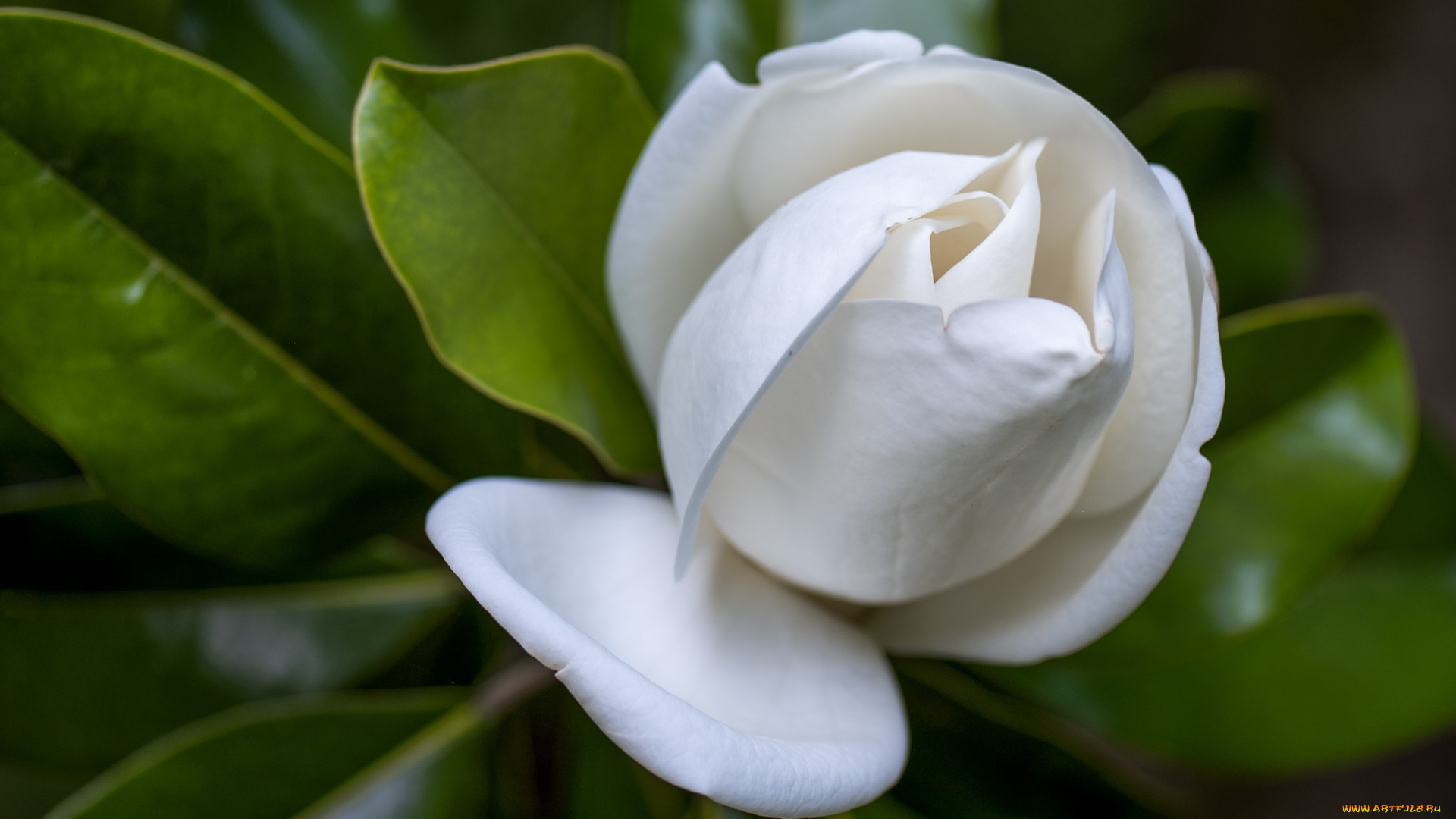 цветы, гардения, бутон, макро, белый