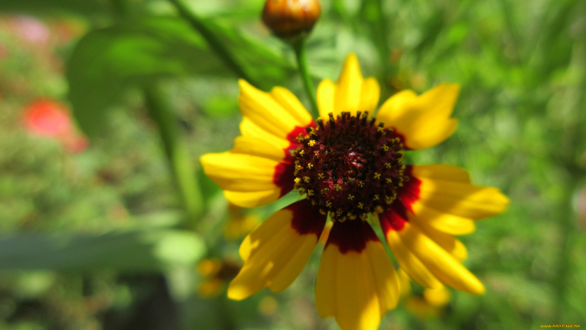 цветы, гелениум, цвток, макро