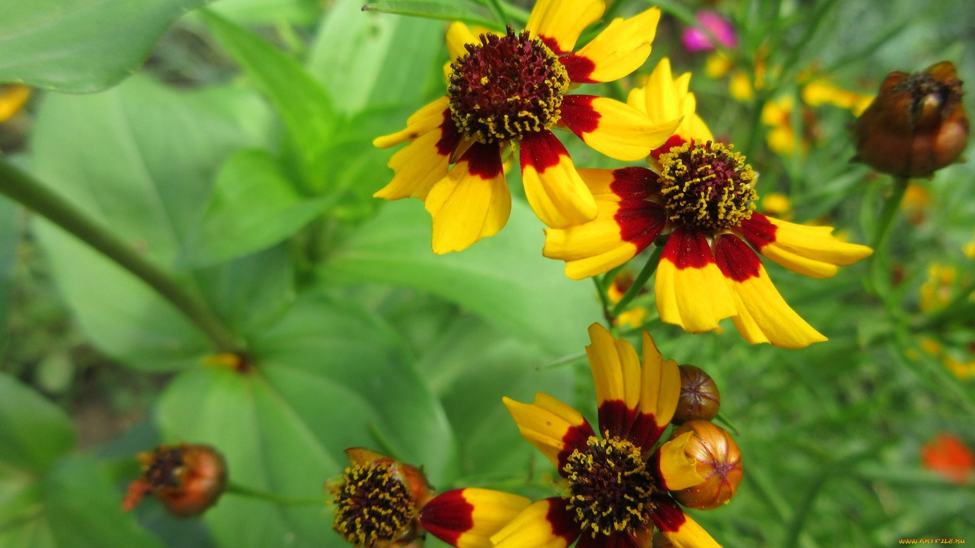 цветы, гелениум, макро, жёлтые