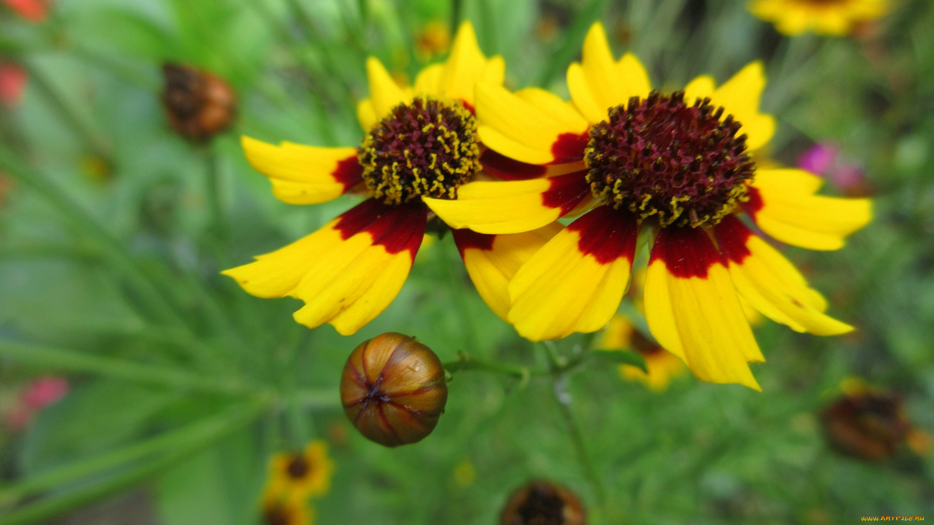 цветы, гелениум, жёлтые