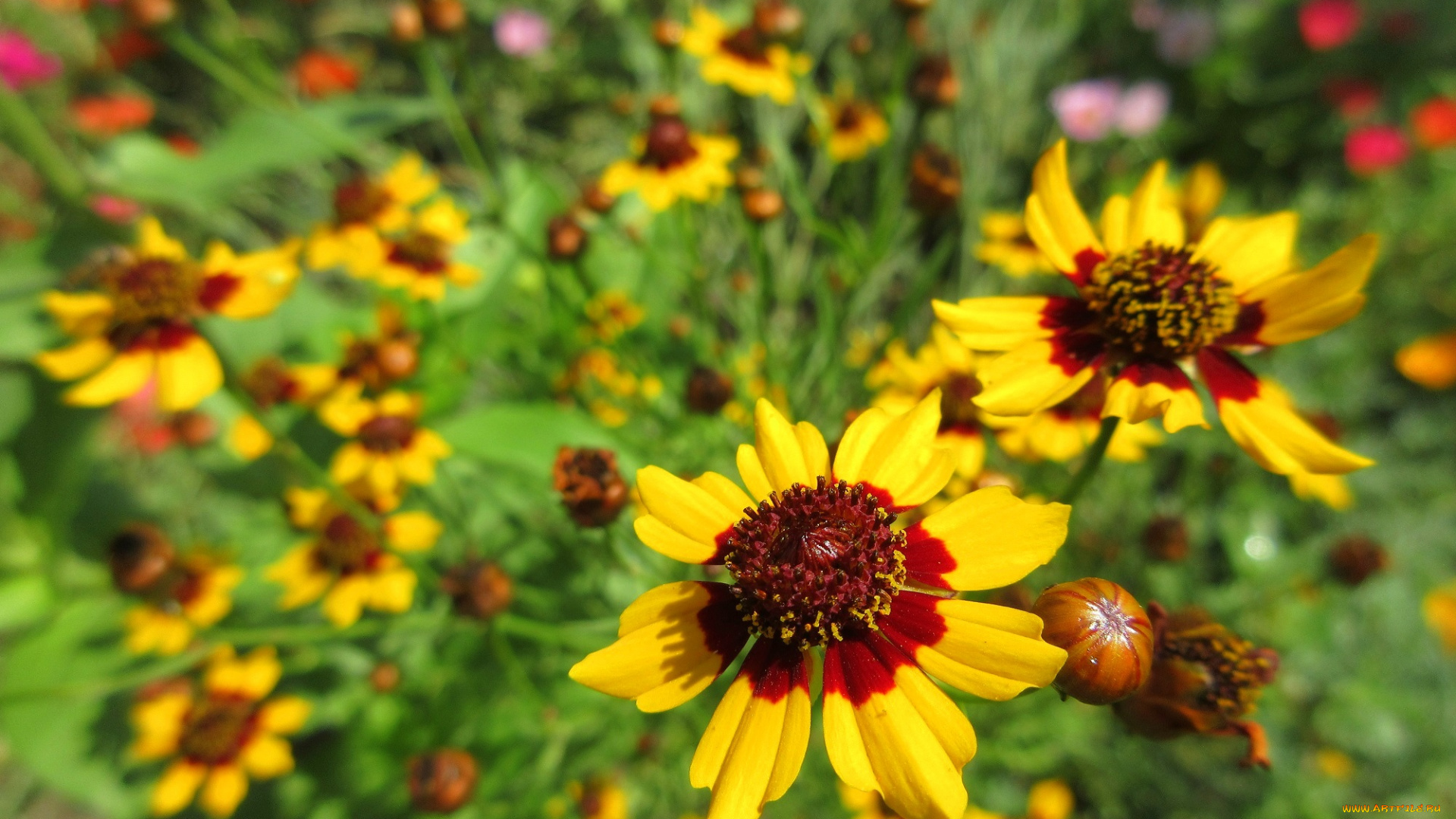 цветы, гелениум, жёлтые, макро