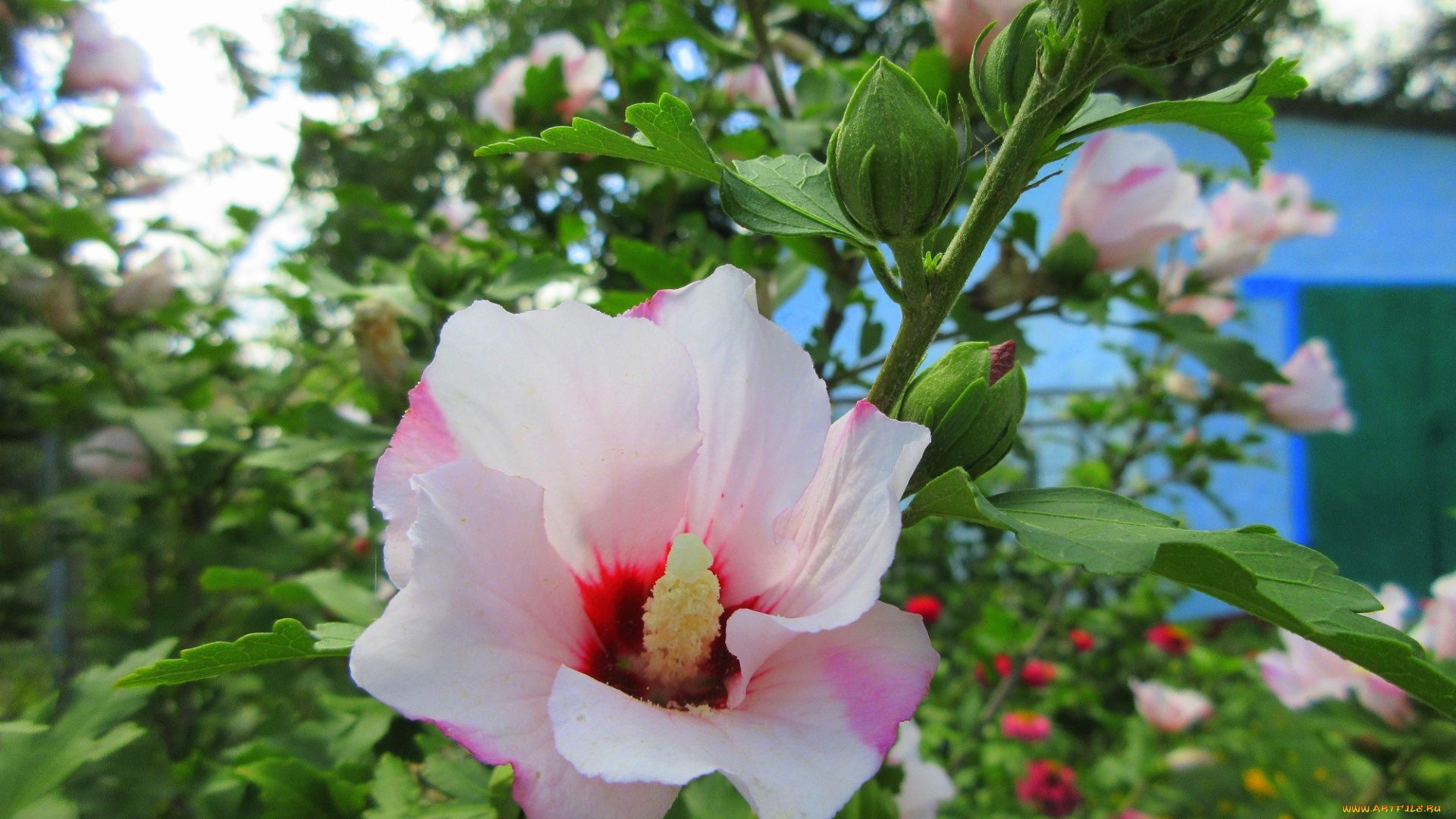 цветы, гибискусы, белые