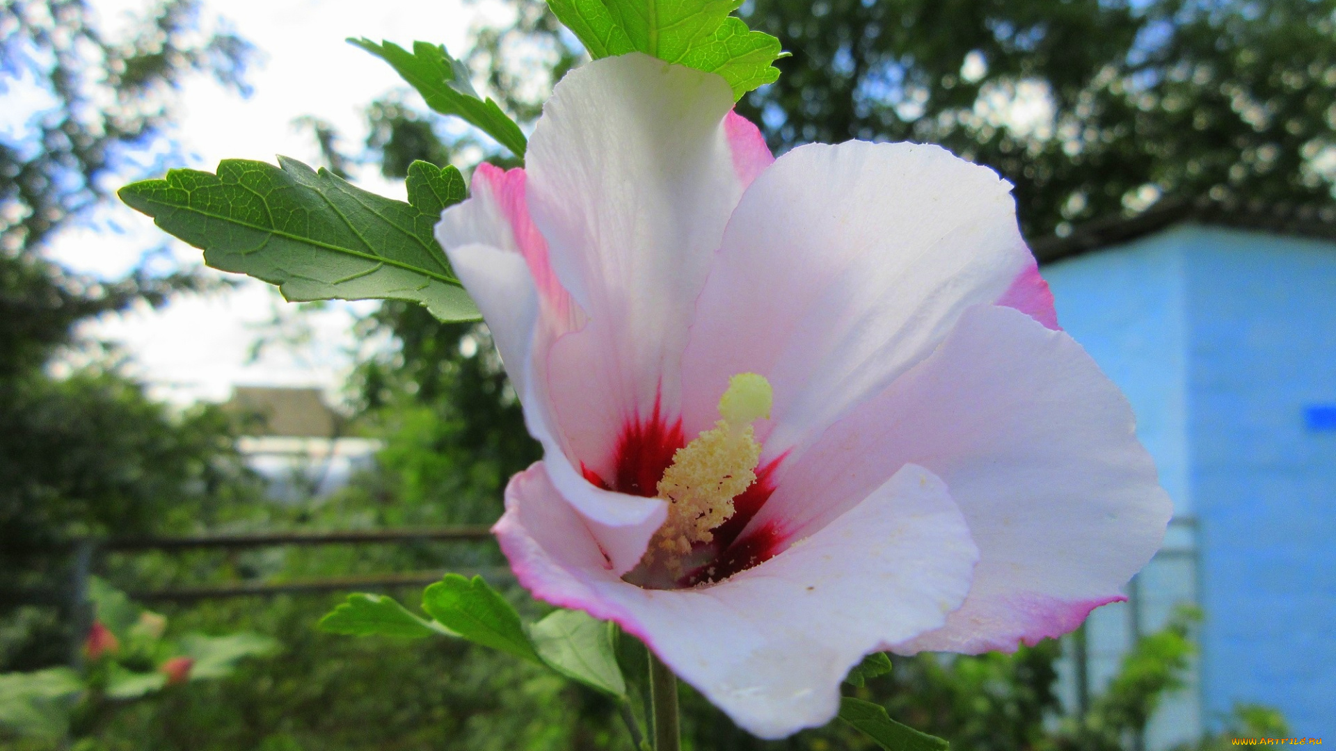 цветы, гибискусы, белый