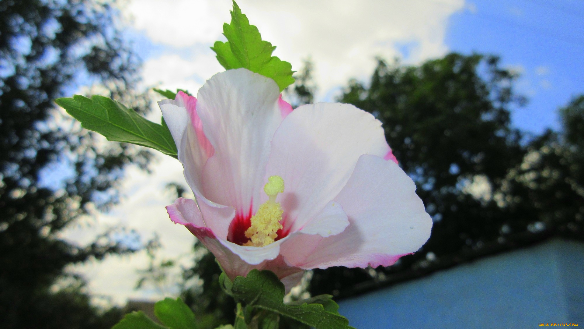 цветы, гибискусы, белый