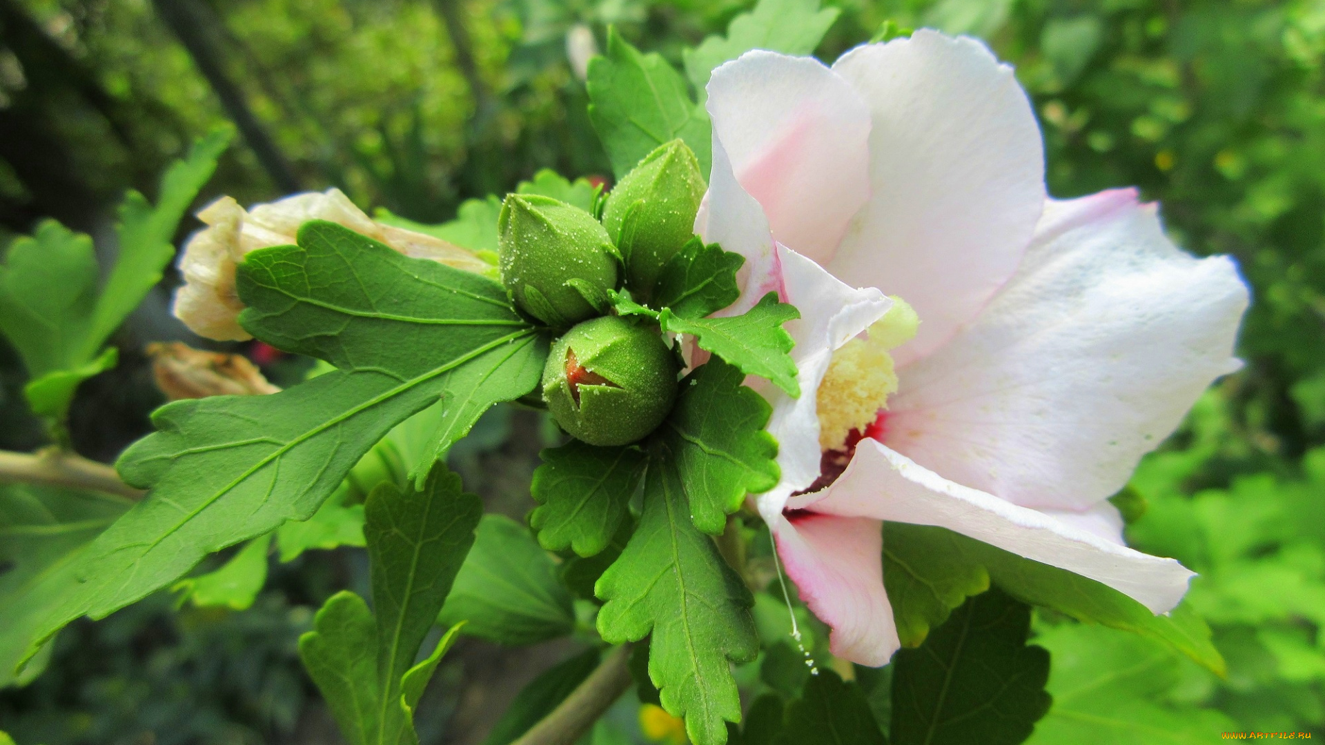 цветы, гибискусы, белый