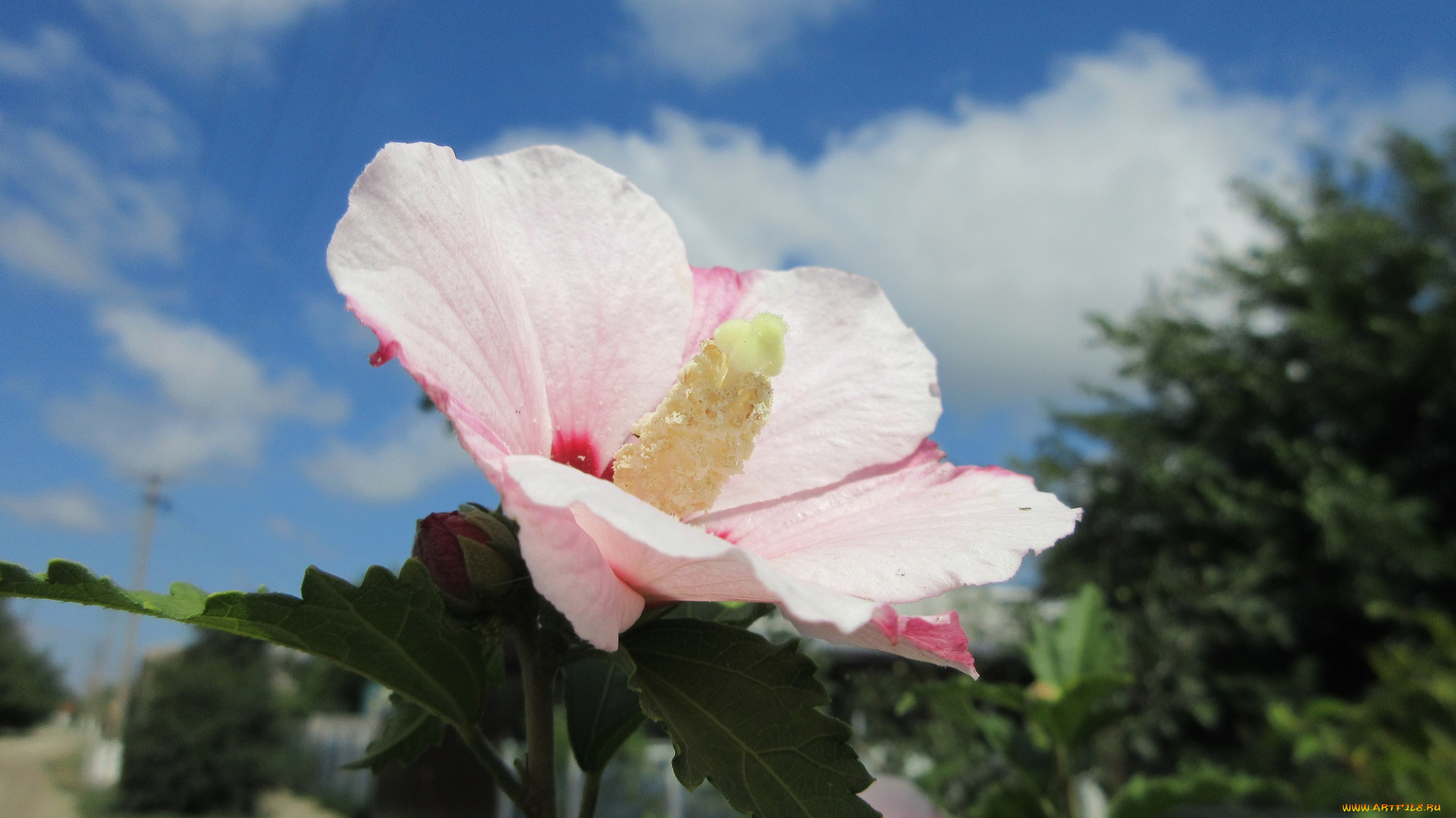 цветы, гибискусы, белый