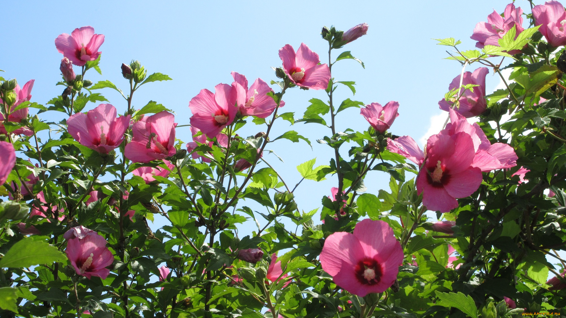 цветы, гибискусы, куст, небо, розовые