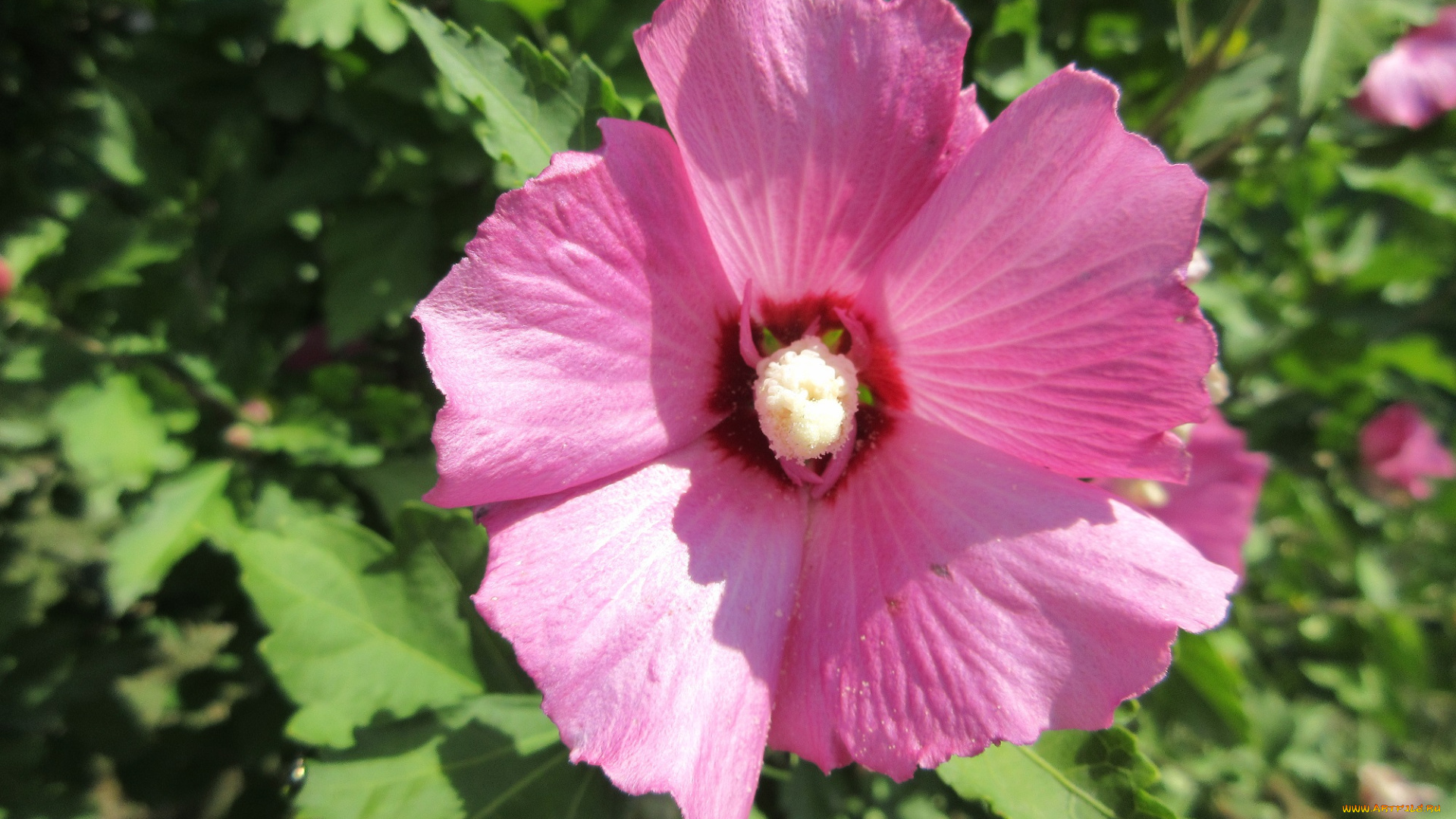 цветы, гибискусы, лепестки, розовый