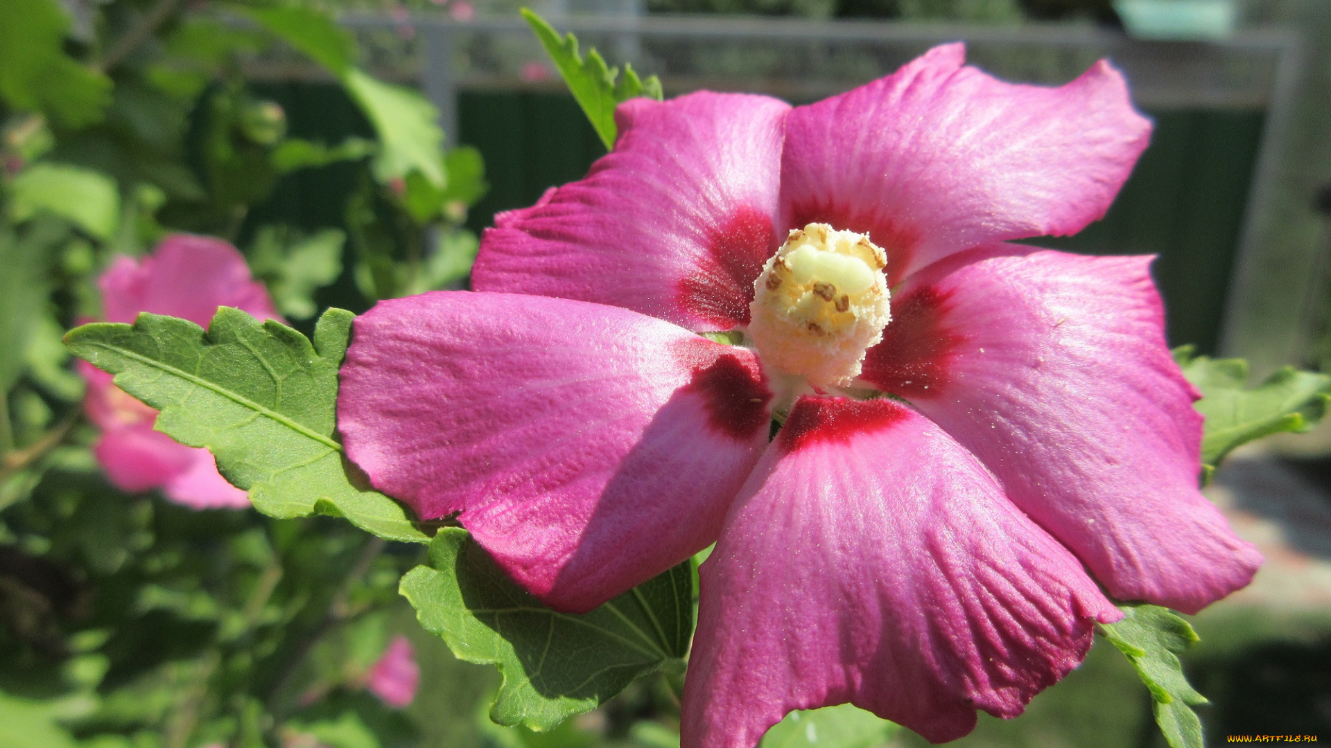 цветы, гибискусы, лепестки, розовый