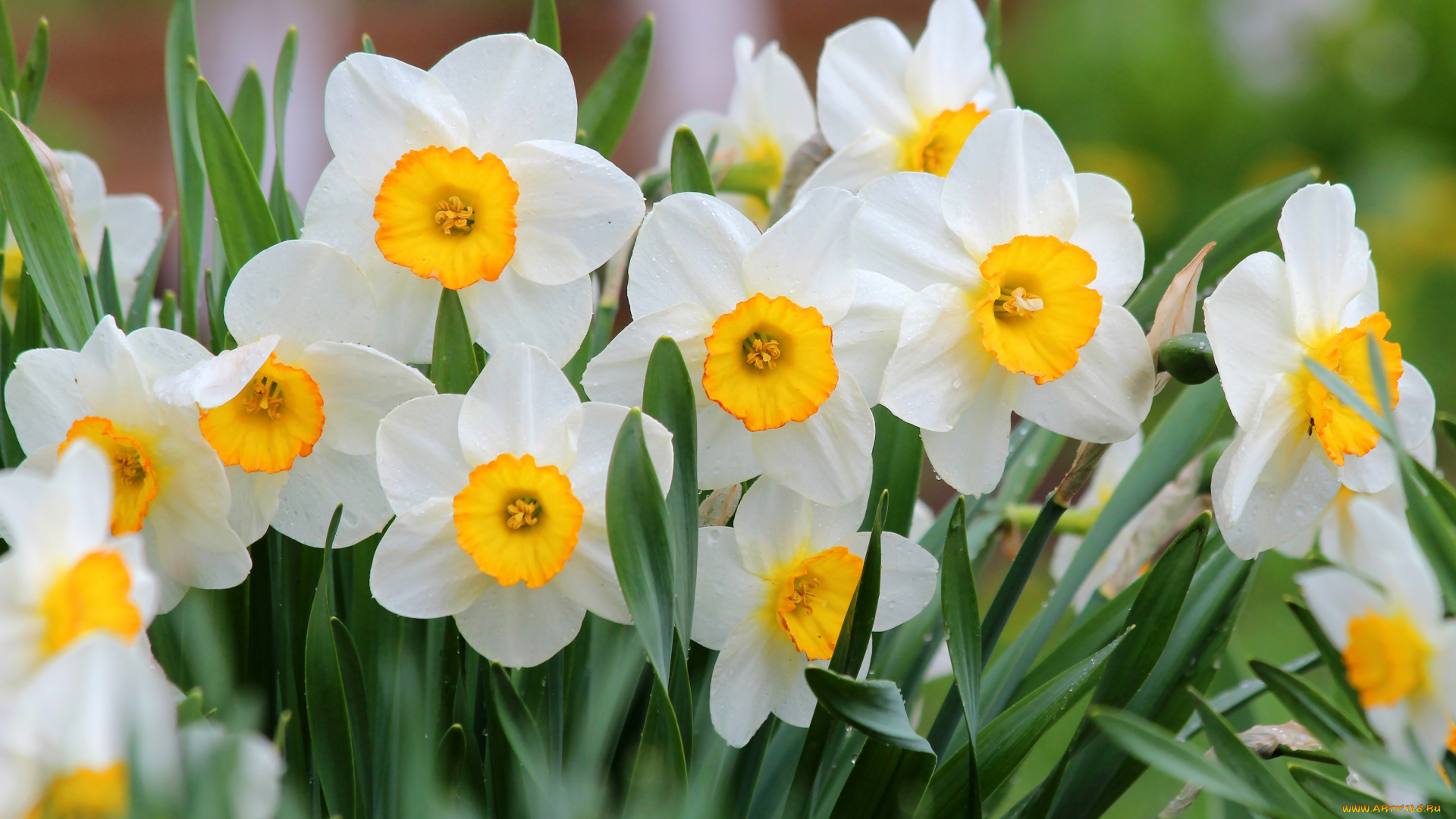 цветы, нарциссы, красота, природа, дача, цветение, май, весна