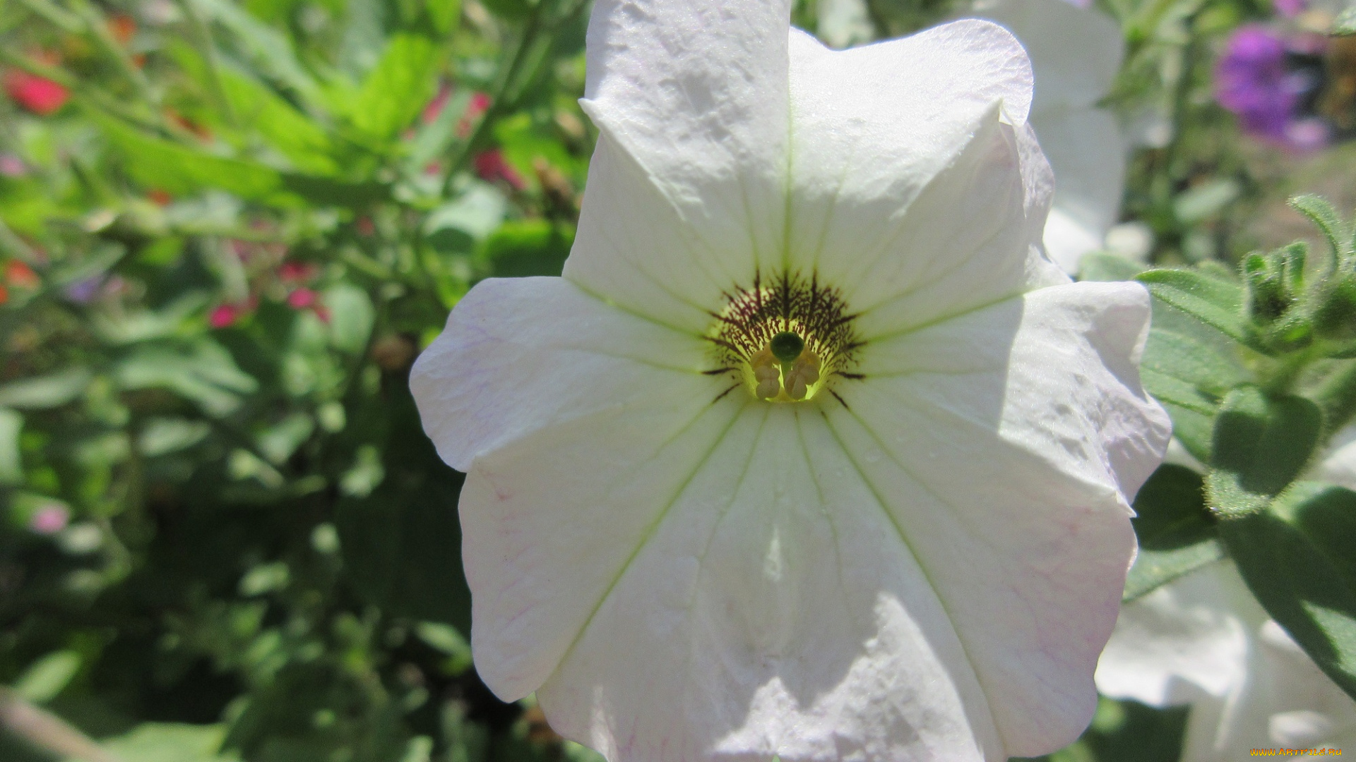 цветы, петунии, , калибрахоа, петуния, белая