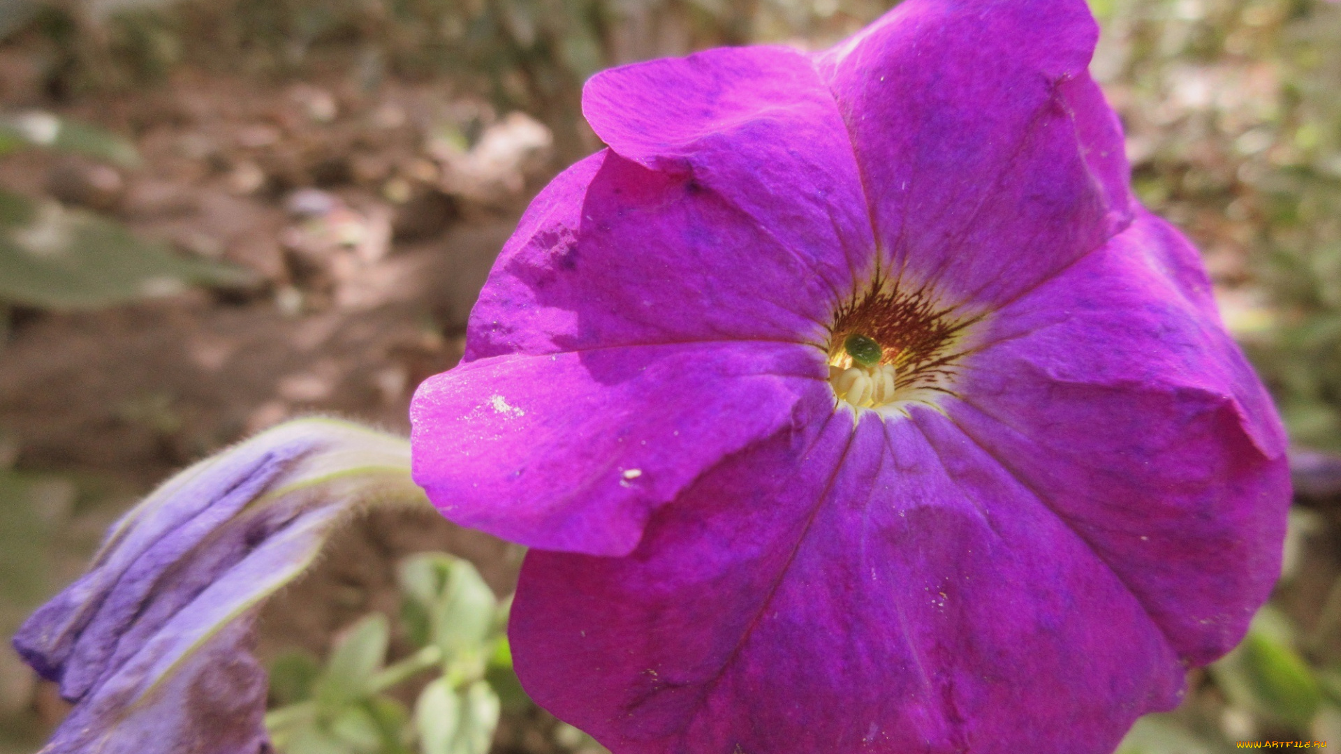 цветы, петунии, , калибрахоа, петуния, макро