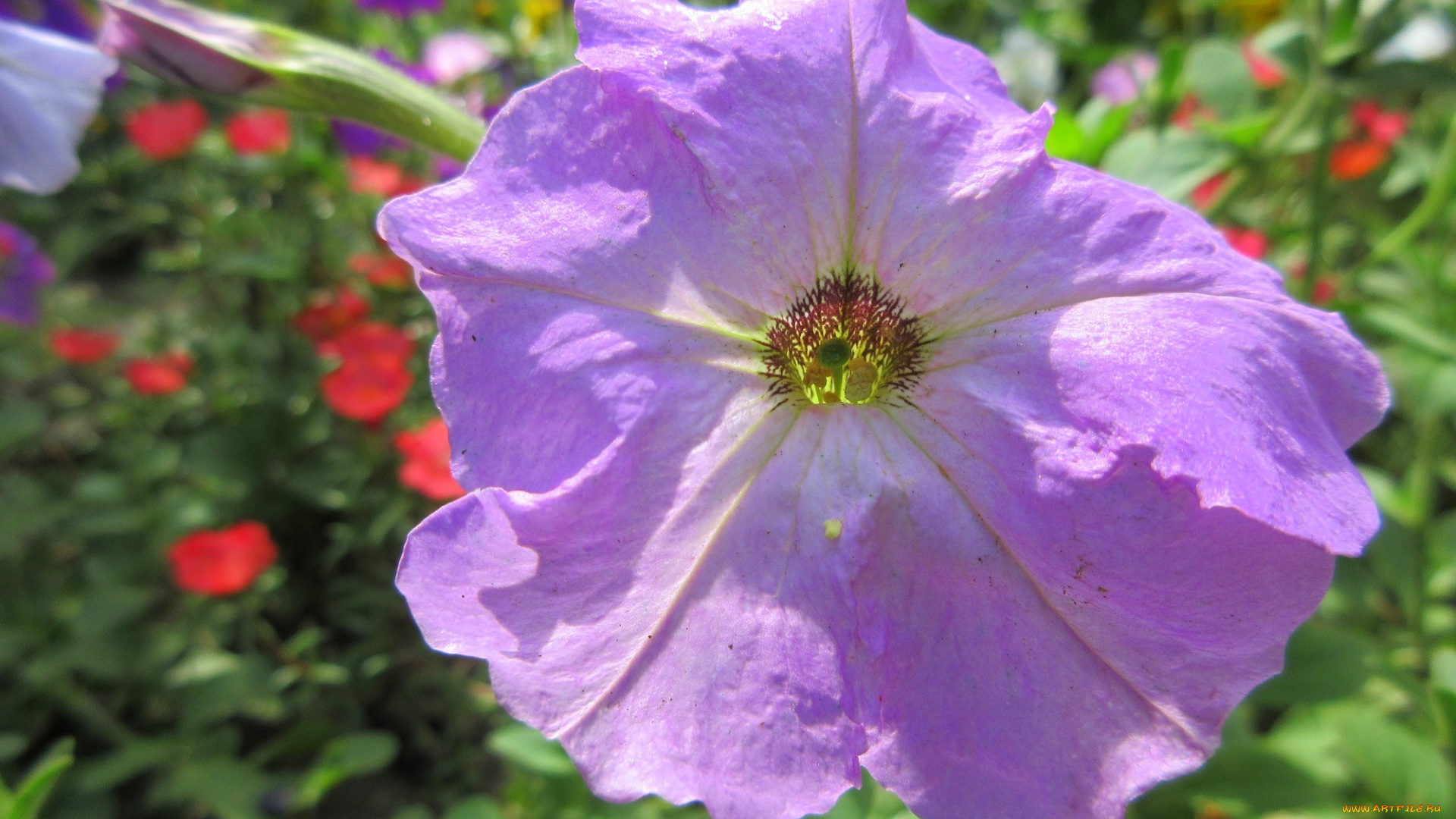 цветы, петунии, , калибрахоа, петуния, макро