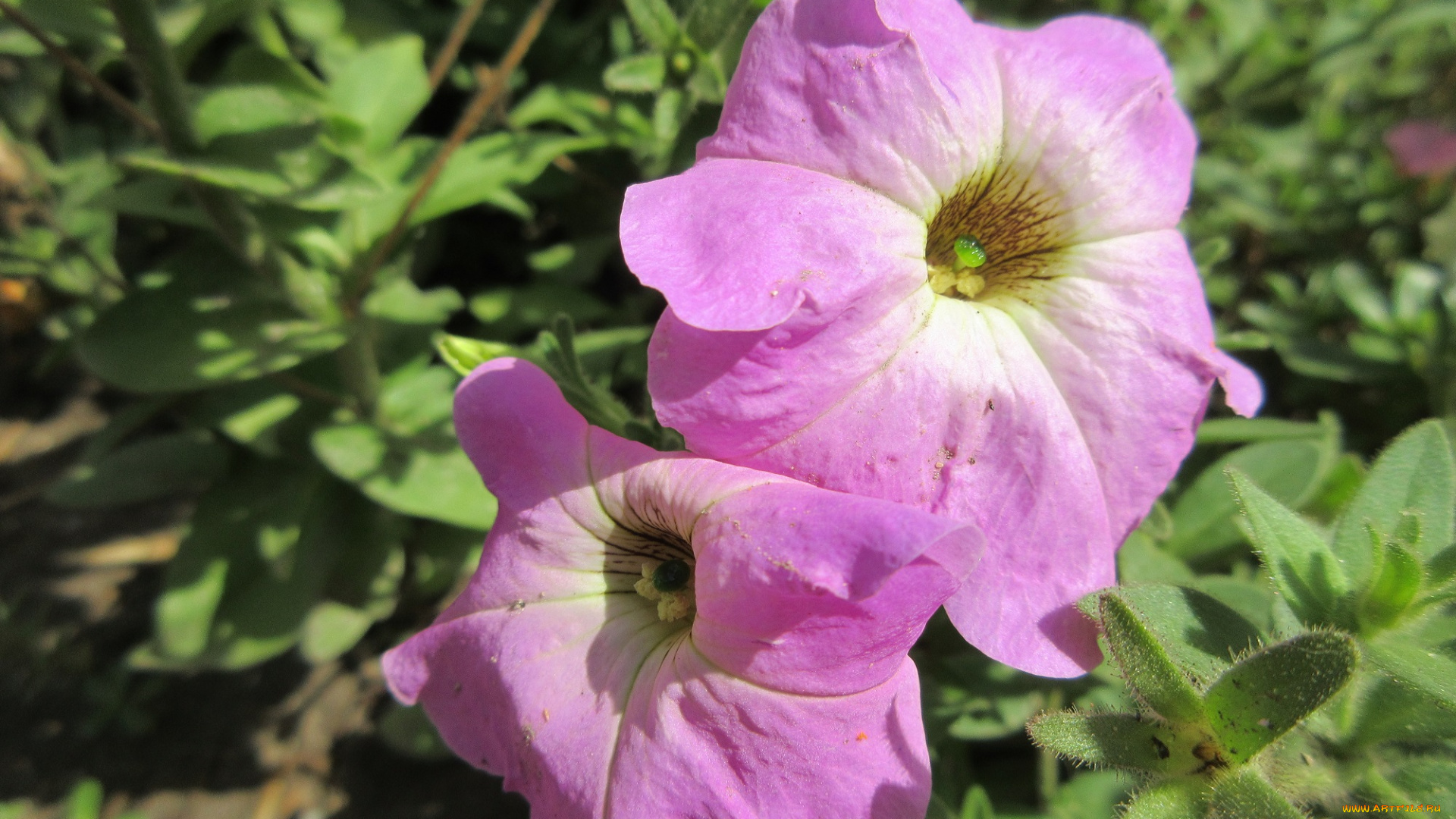 цветы, петунии, , калибрахоа, сиреневая, петунья