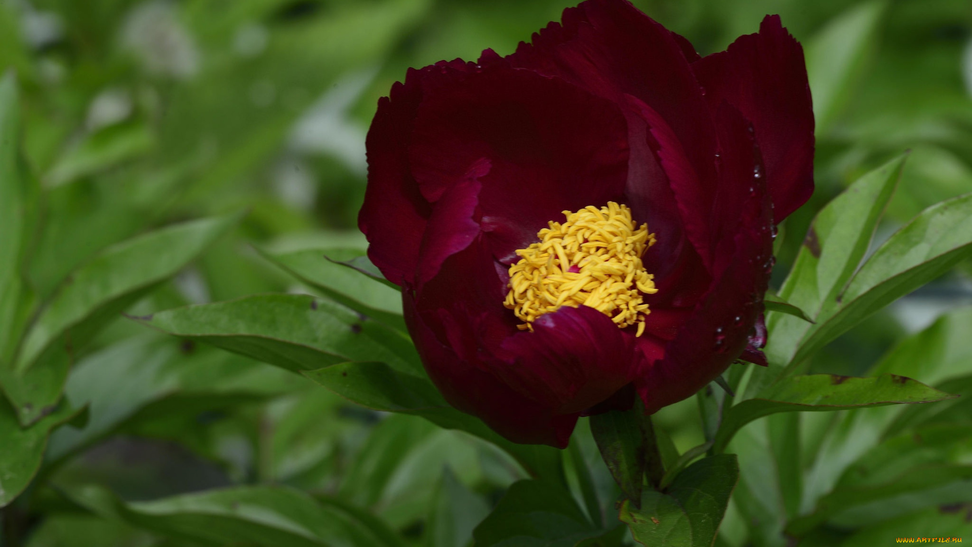 цветы, пионы, макро, бордовый, пион