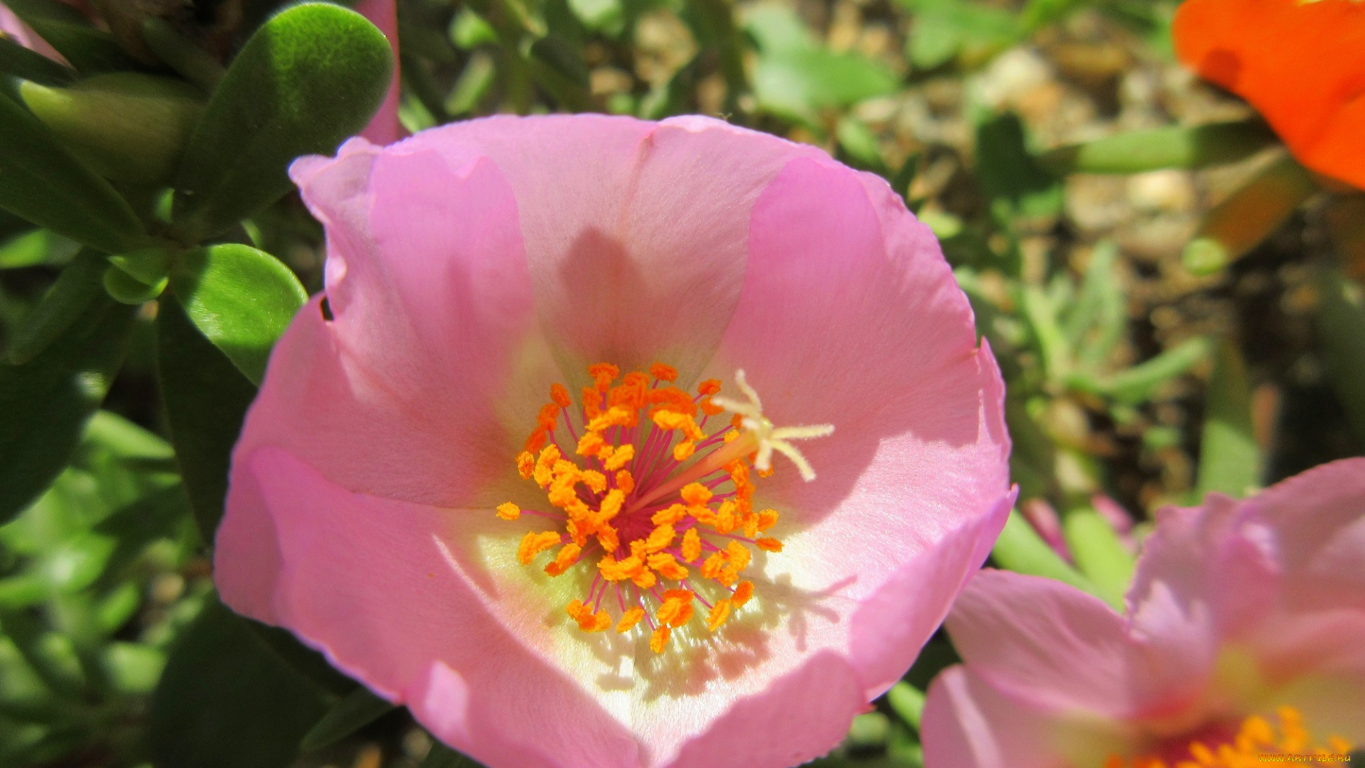 цветы, портулак, солонец