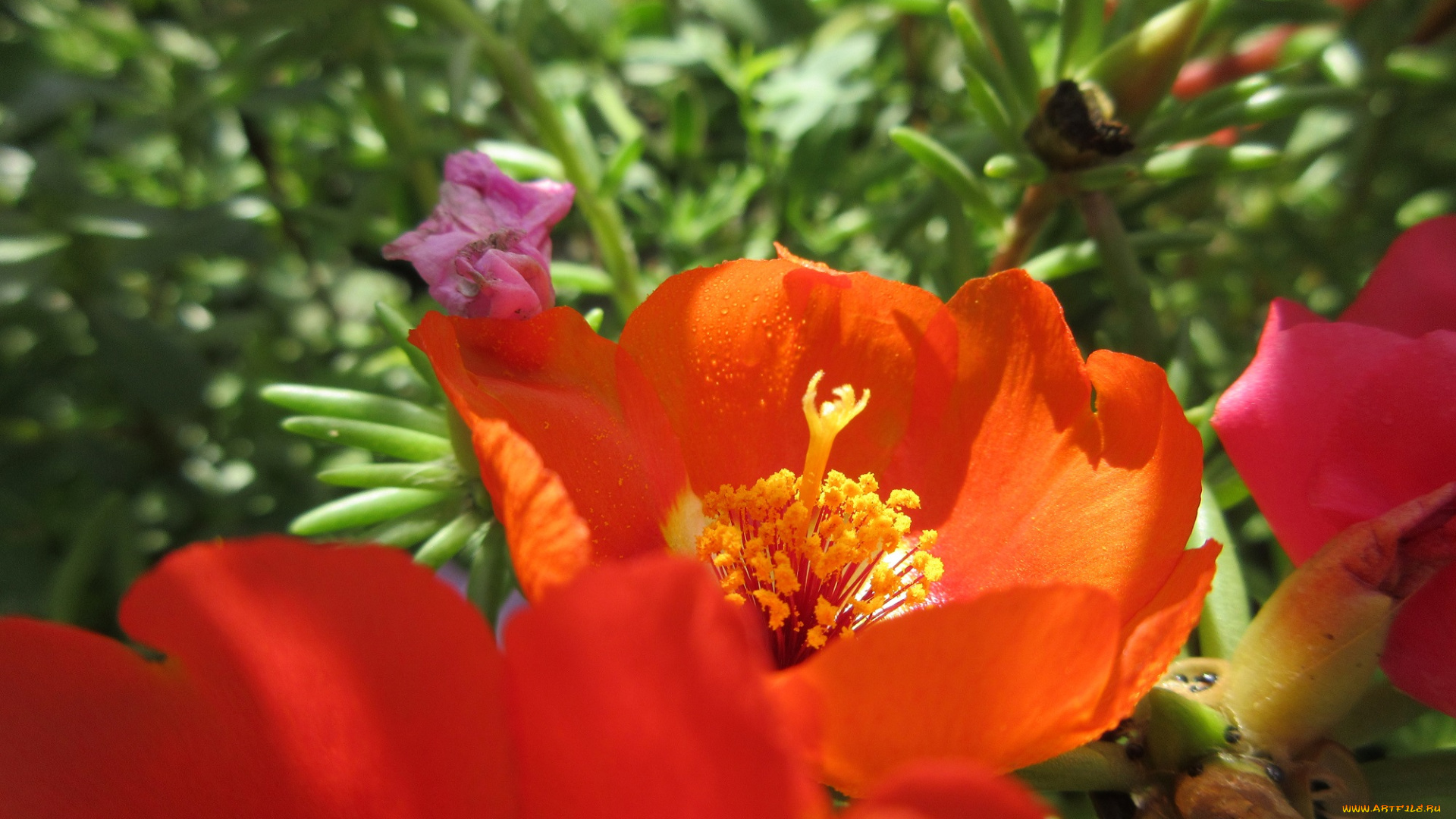 цветы, портулак, солонец