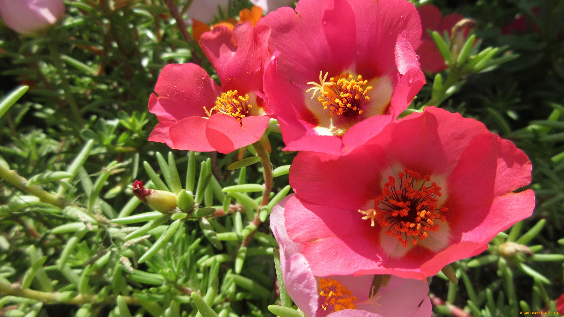 цветы, портулак, солонец