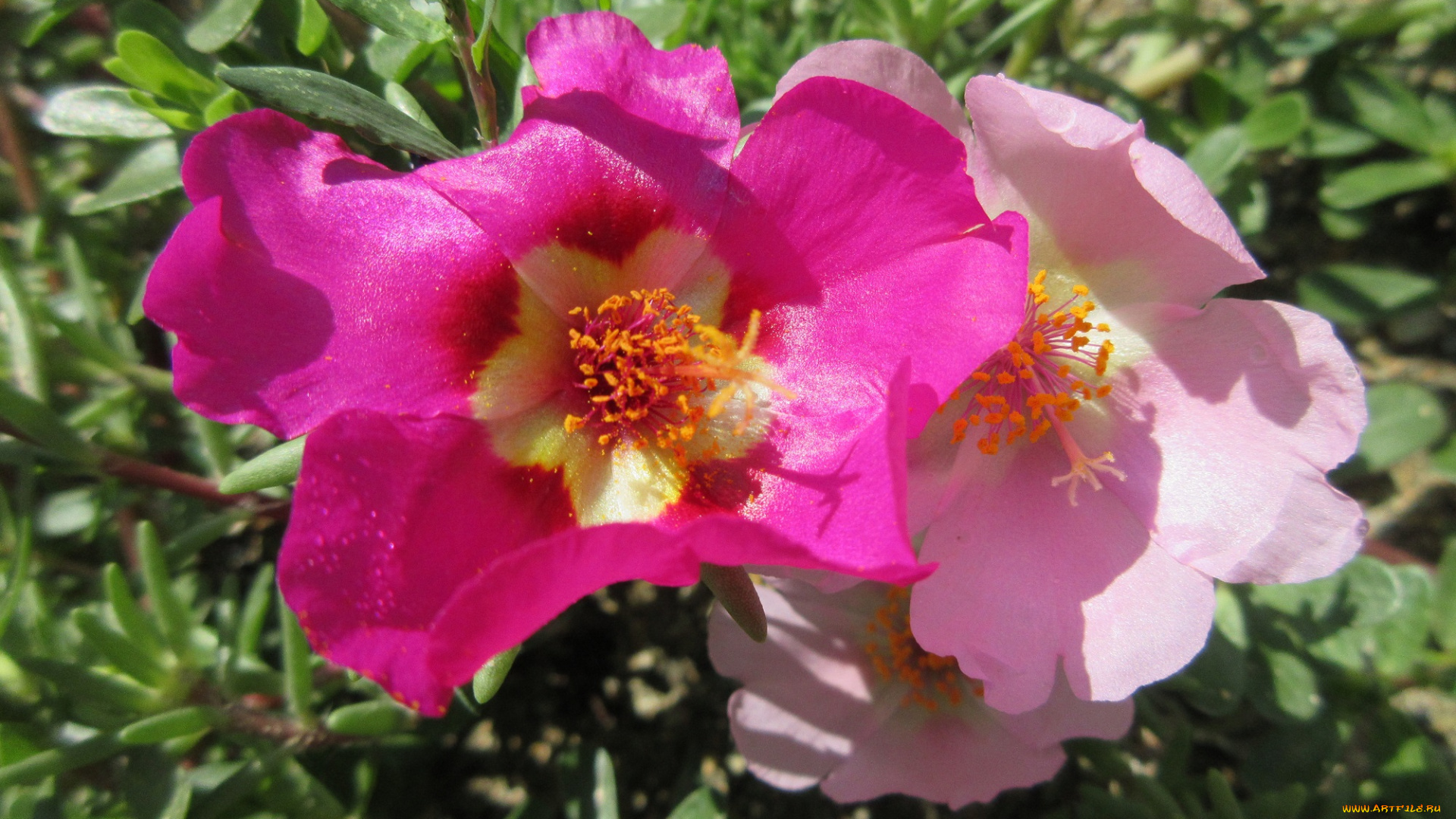 цветы, портулак, солонец