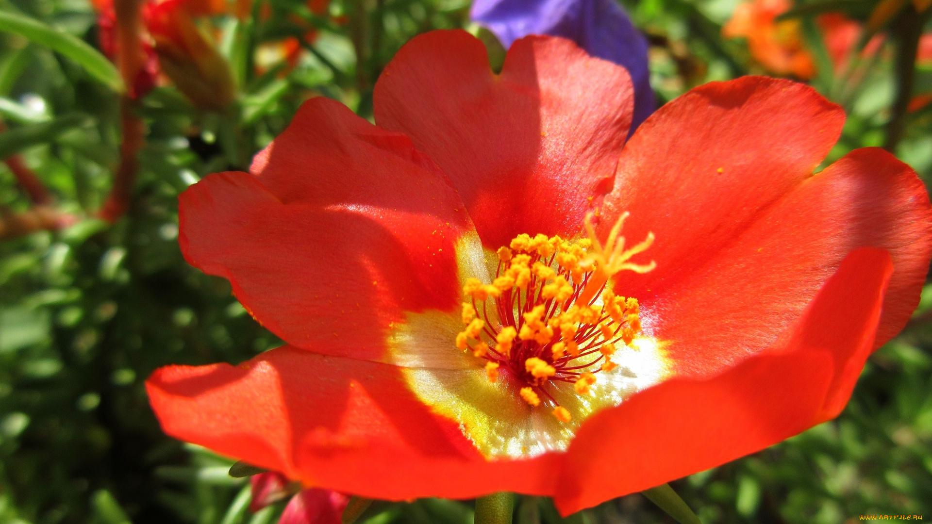 цветы, портулак, яркий