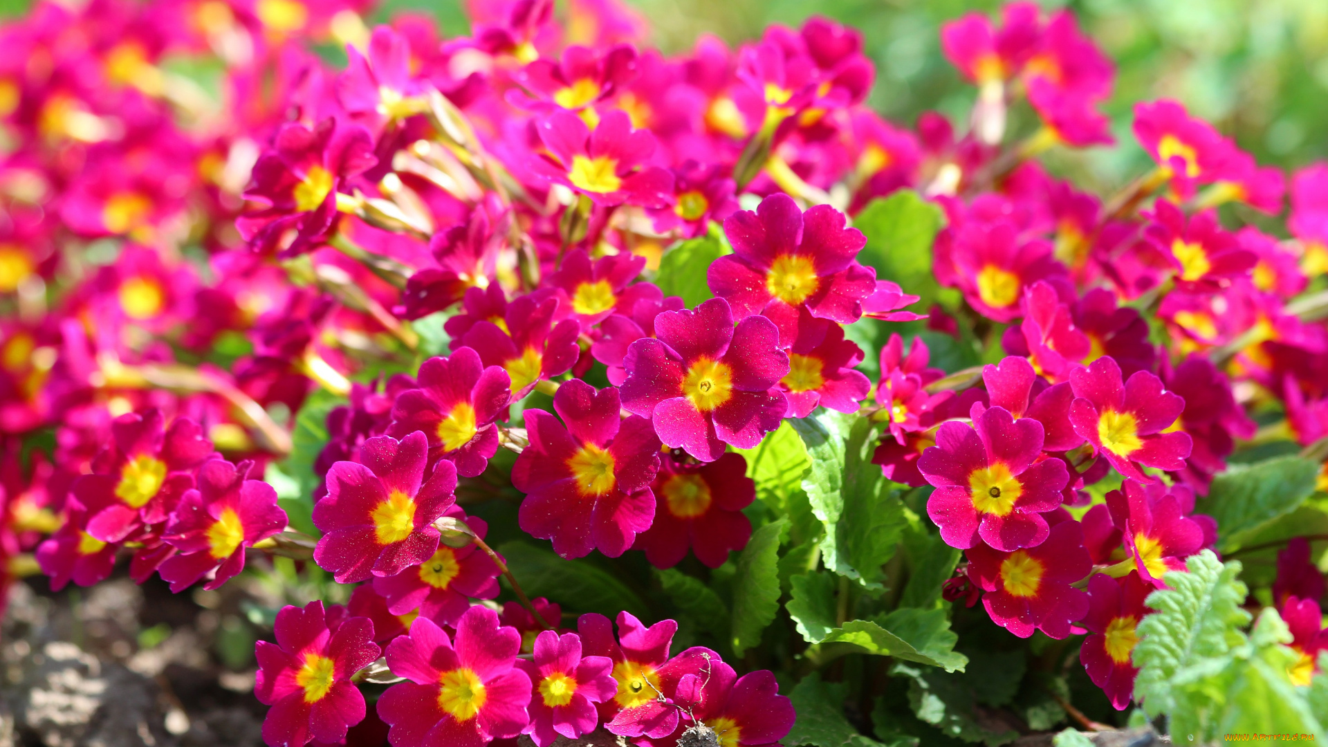 цветы, примулы, примула, дача, цветение, красота, природа, весна