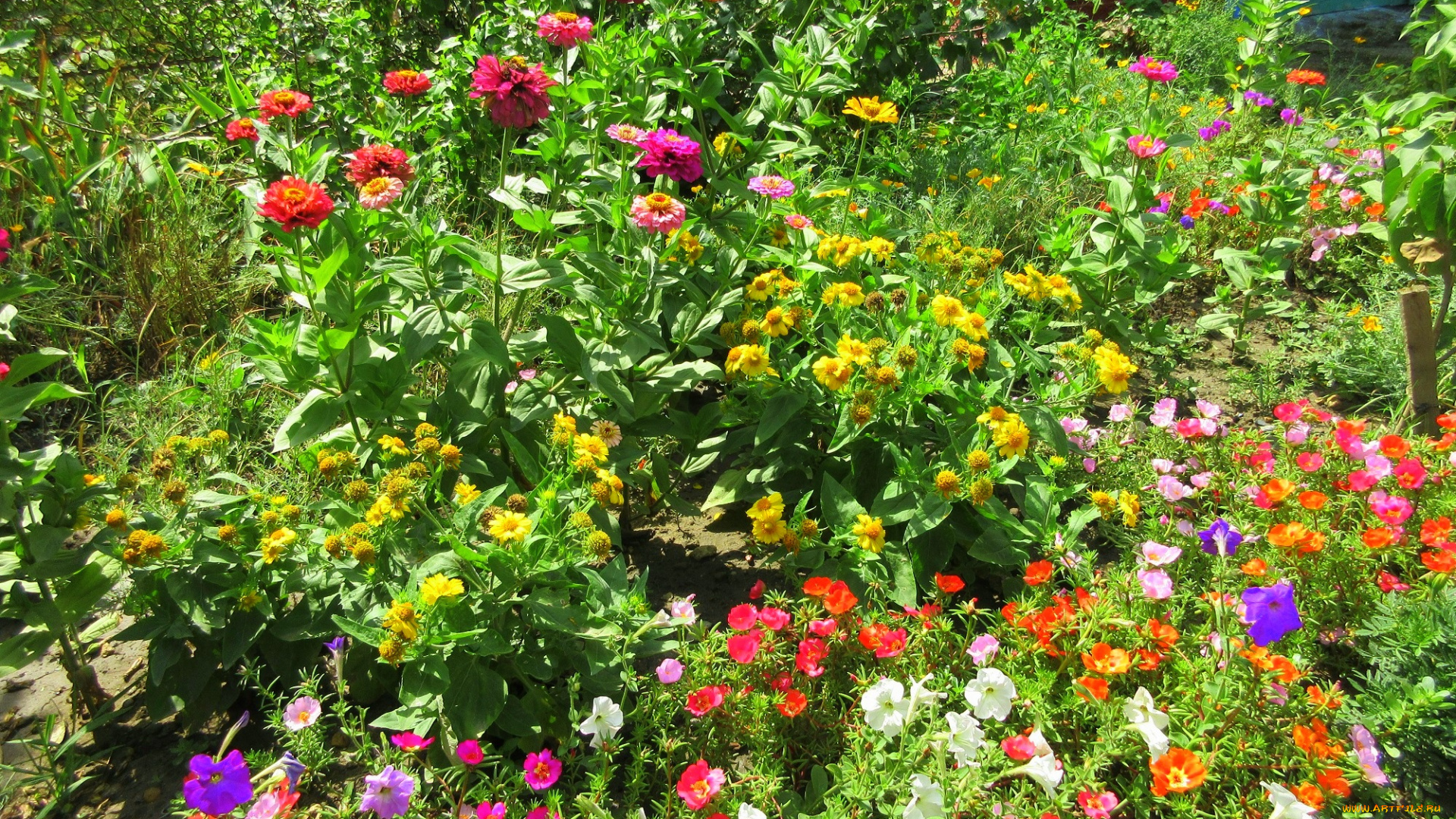 цветы, разные, вместе, клумба