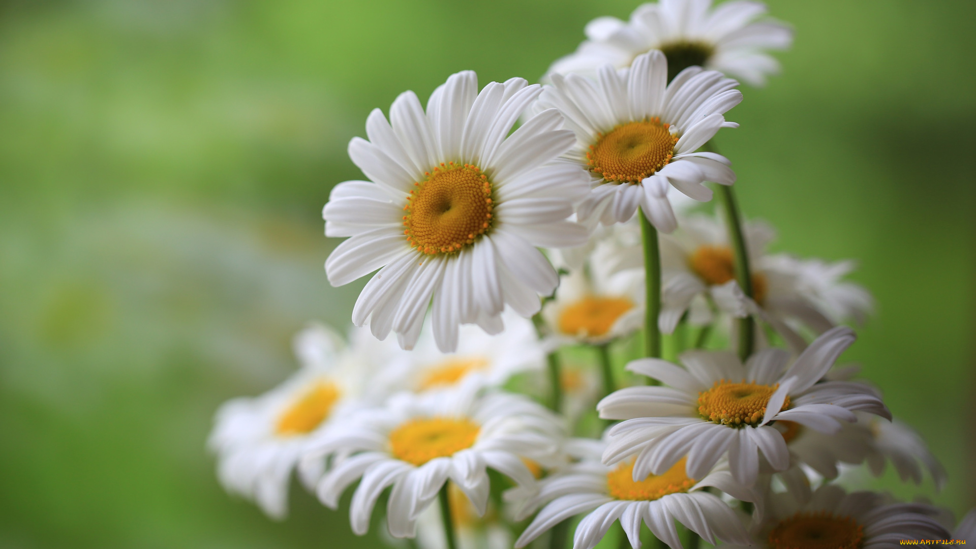 цветы, ромашки, цветение, поле