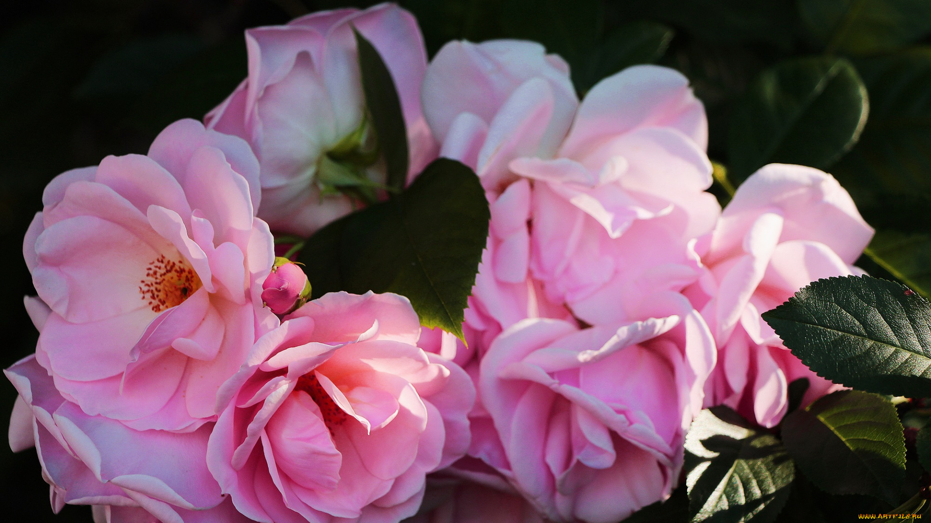 цветы, розы, тамбов, тамбовская, область, красота, природа, сад, дары, сада, лето