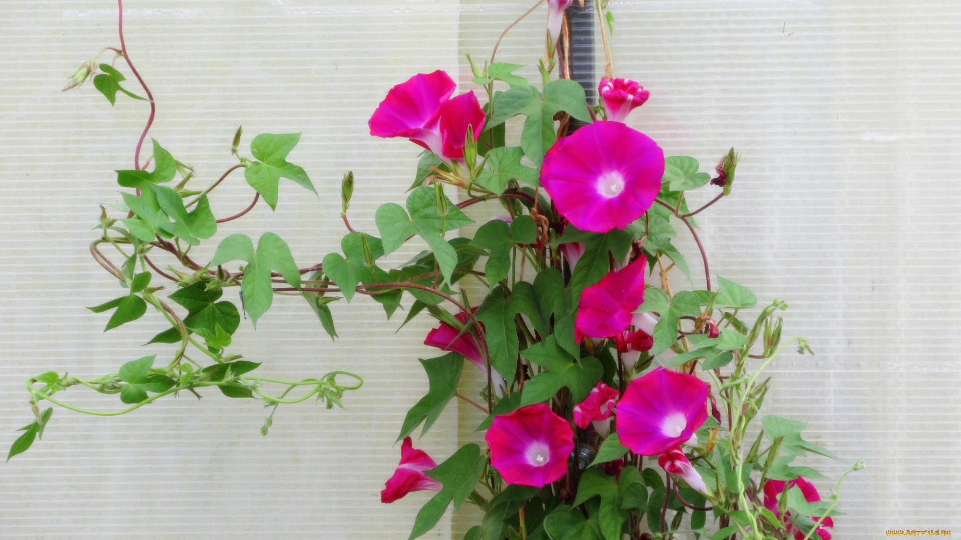 цветы, вьюнки, , ипомеи, плетутся, розовые