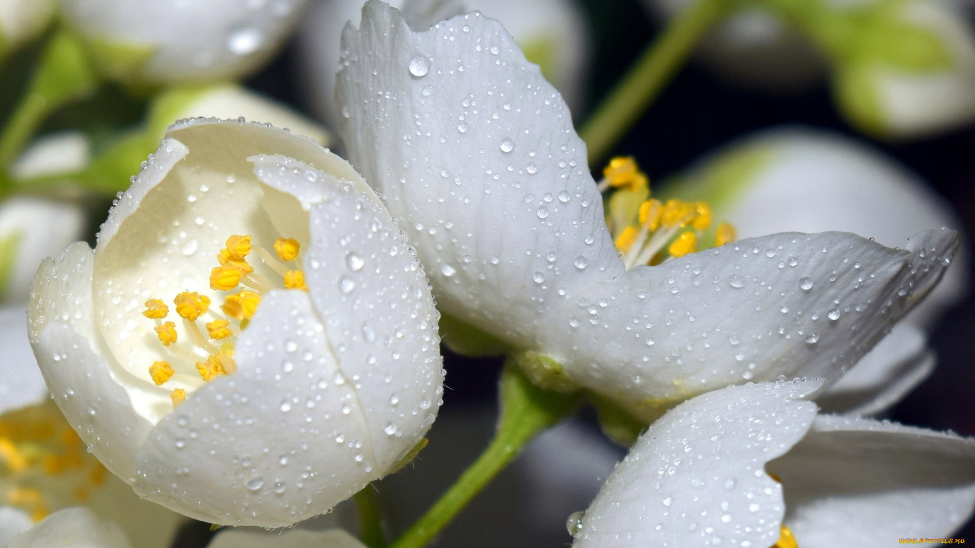 цветы, жасмин, макро