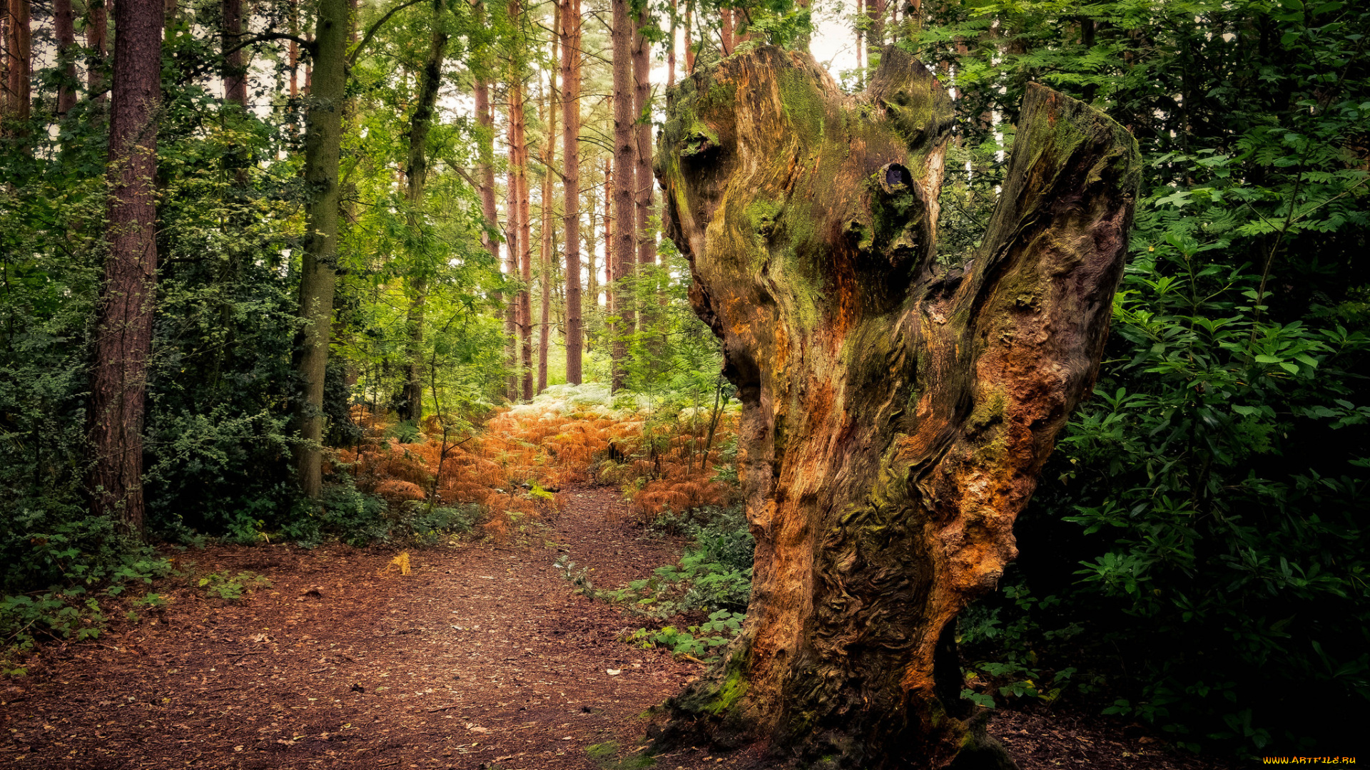 природа, дороги, простор