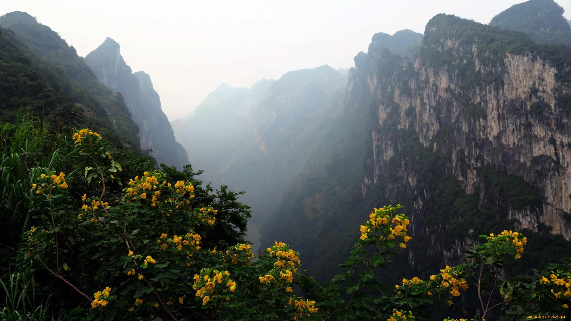 природа, горы, вершины, цветы, туман