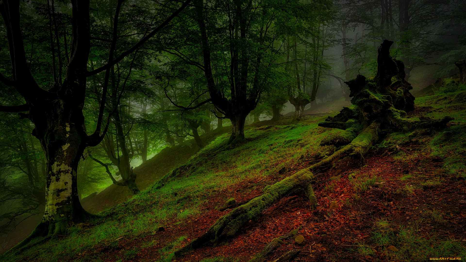 природа, лес, ночь