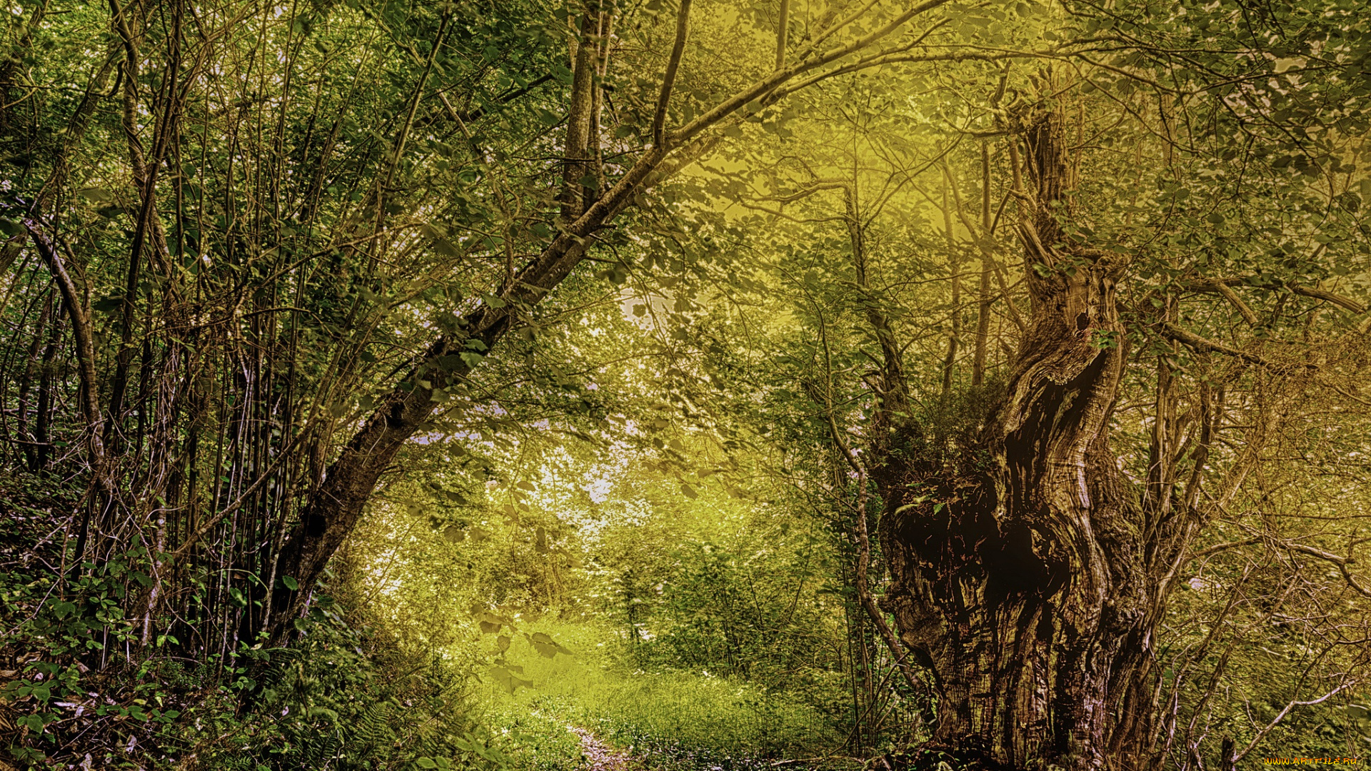 природа, лес, простор