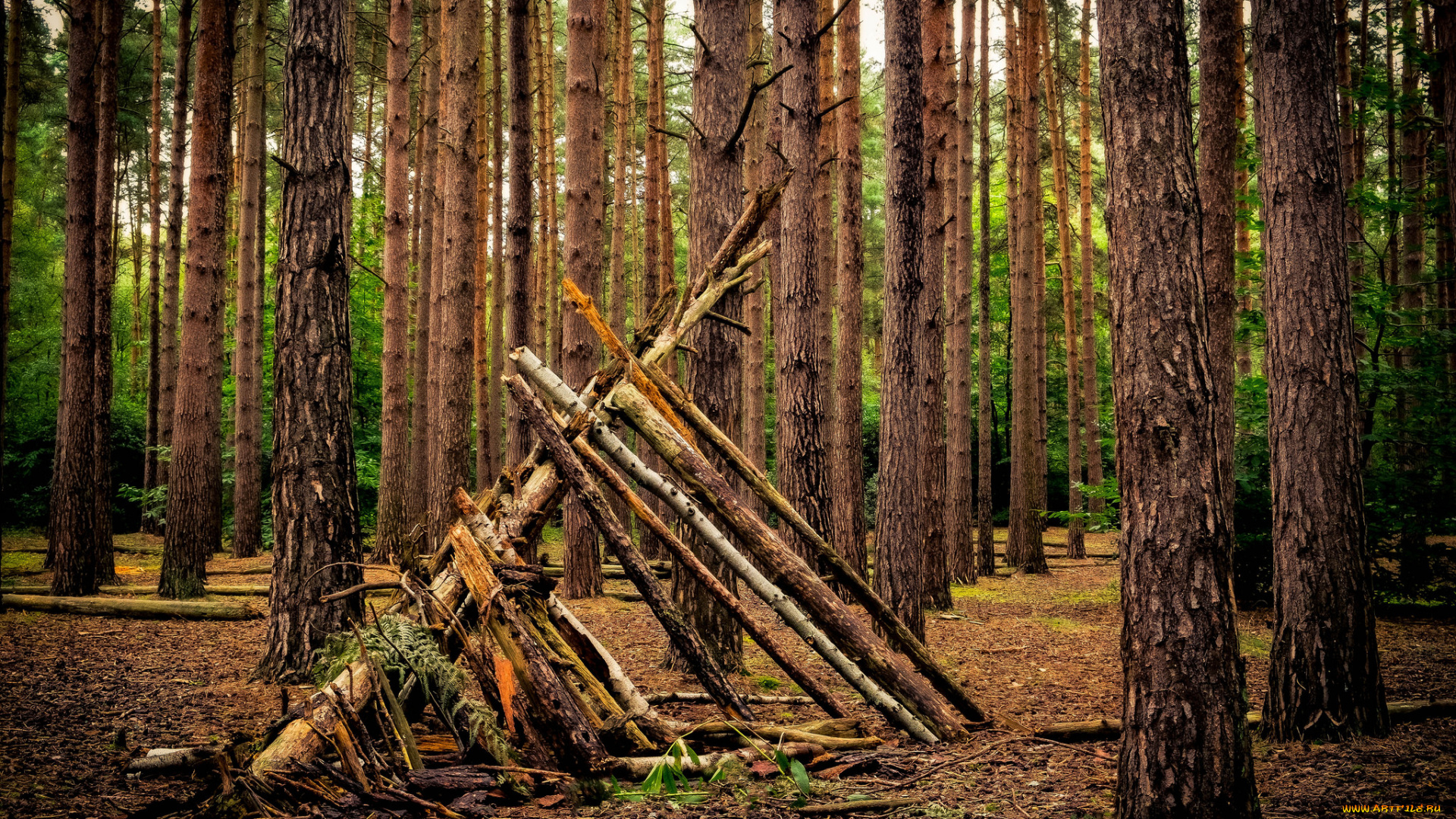 природа, лес, простор