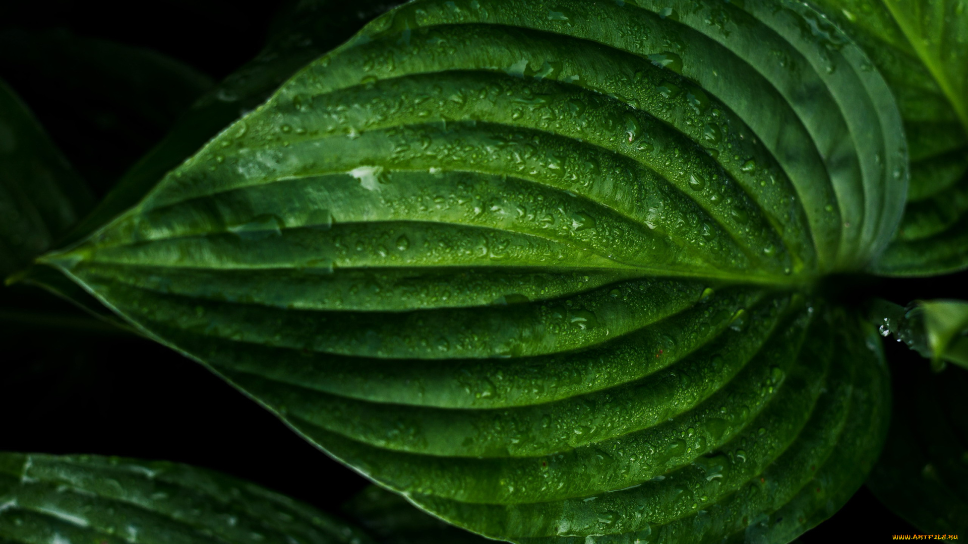 природа, листья, капли, макро, зеленый, лист