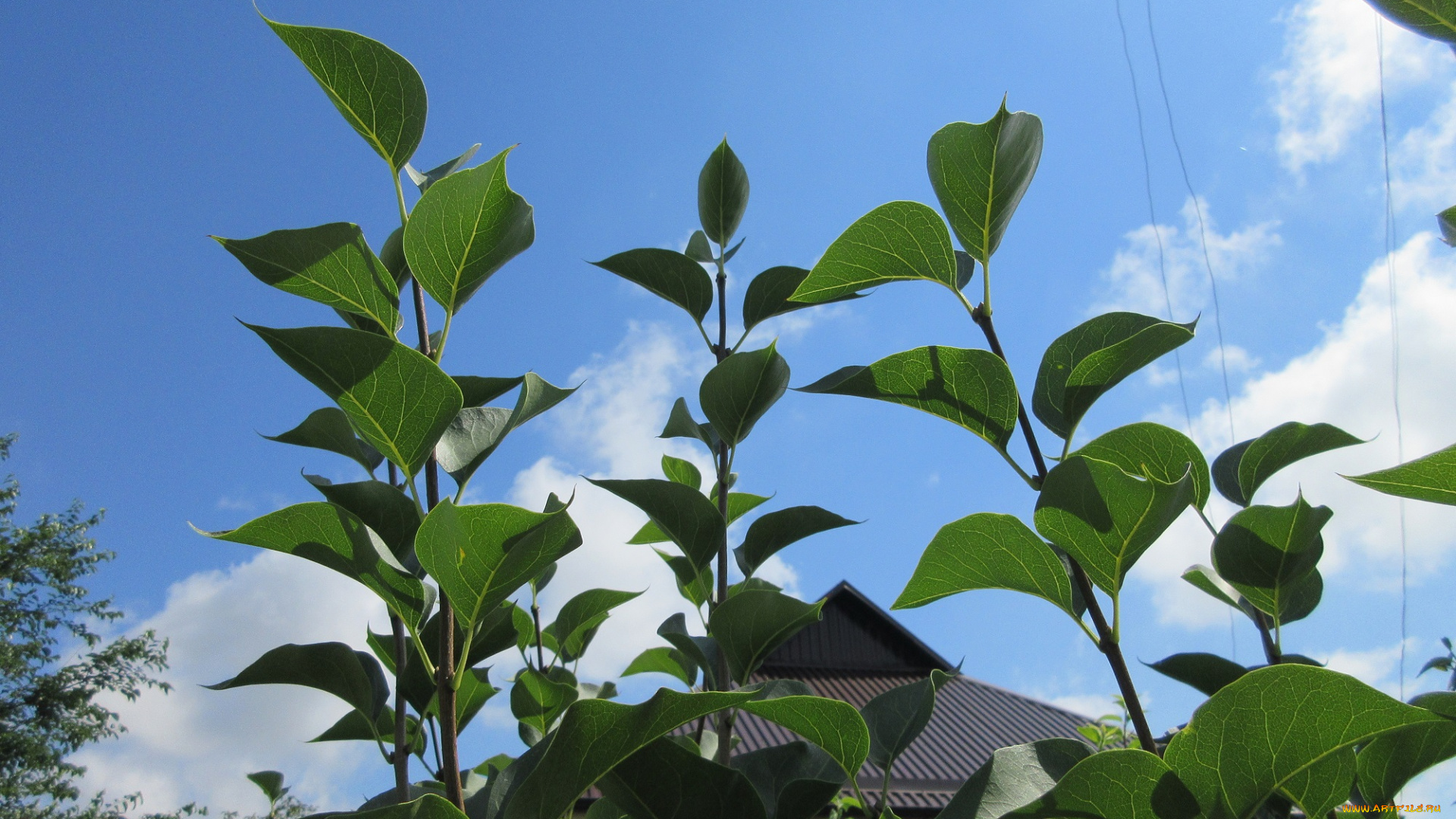 природа, листья, ветки