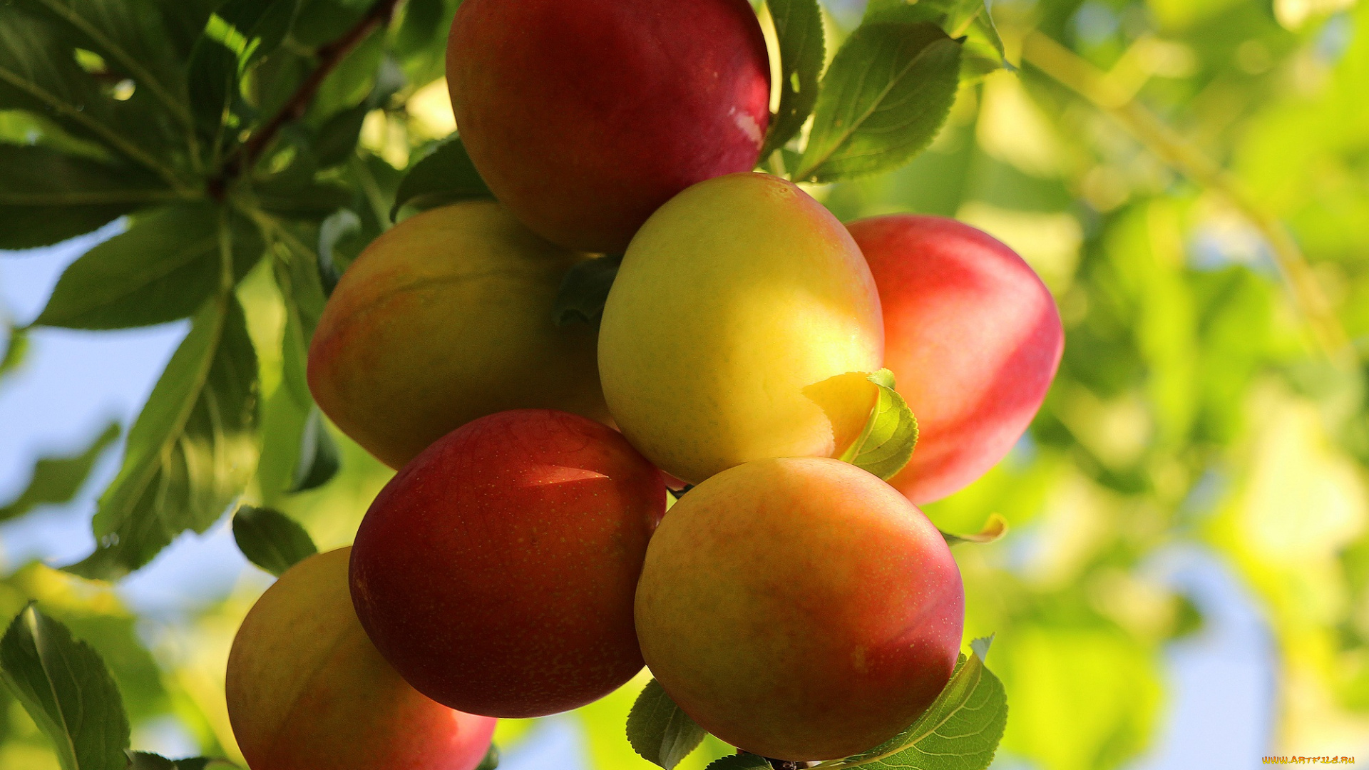 природа, плоды, дары, сада, сад, лето, красота, тамбовская, область, тамбов