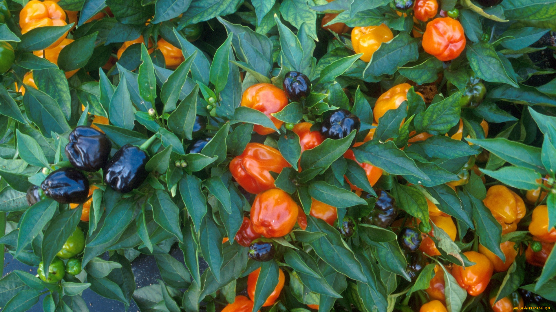 природа, плоды, перец